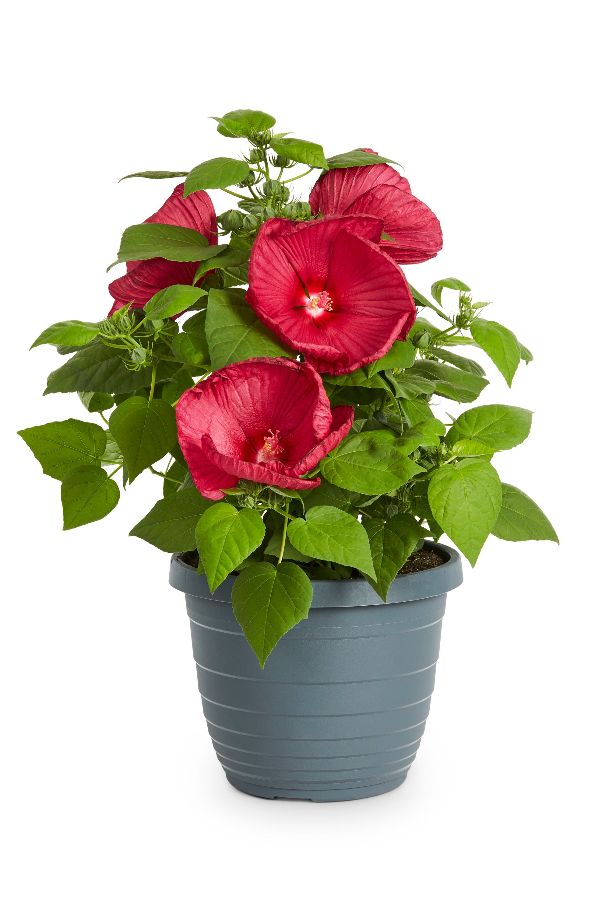 Lowe's NURSERY Multicolor Hibiscus Plant in 2.5 -Gallon Pot 1.0 -Pack