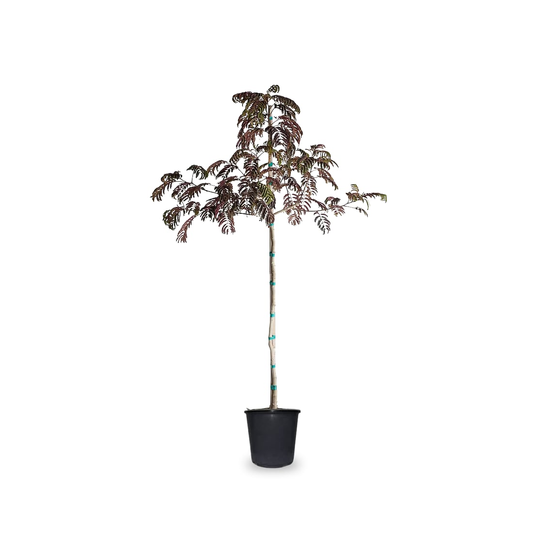 Lowe's NURSERY 6.08 -Gallon Pink Flowering Evy's Pride Mimosa Tree In pot (with soil)
