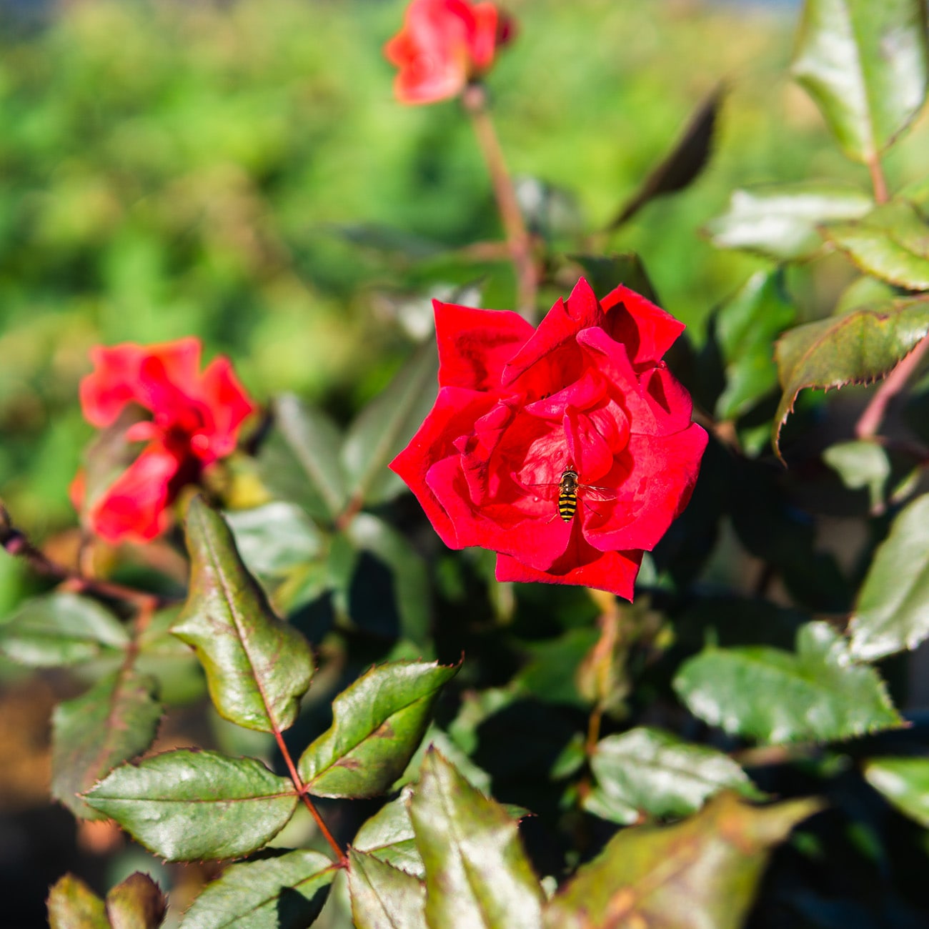 Perfect Plants LOREDKOROSE1G roses - View #5
