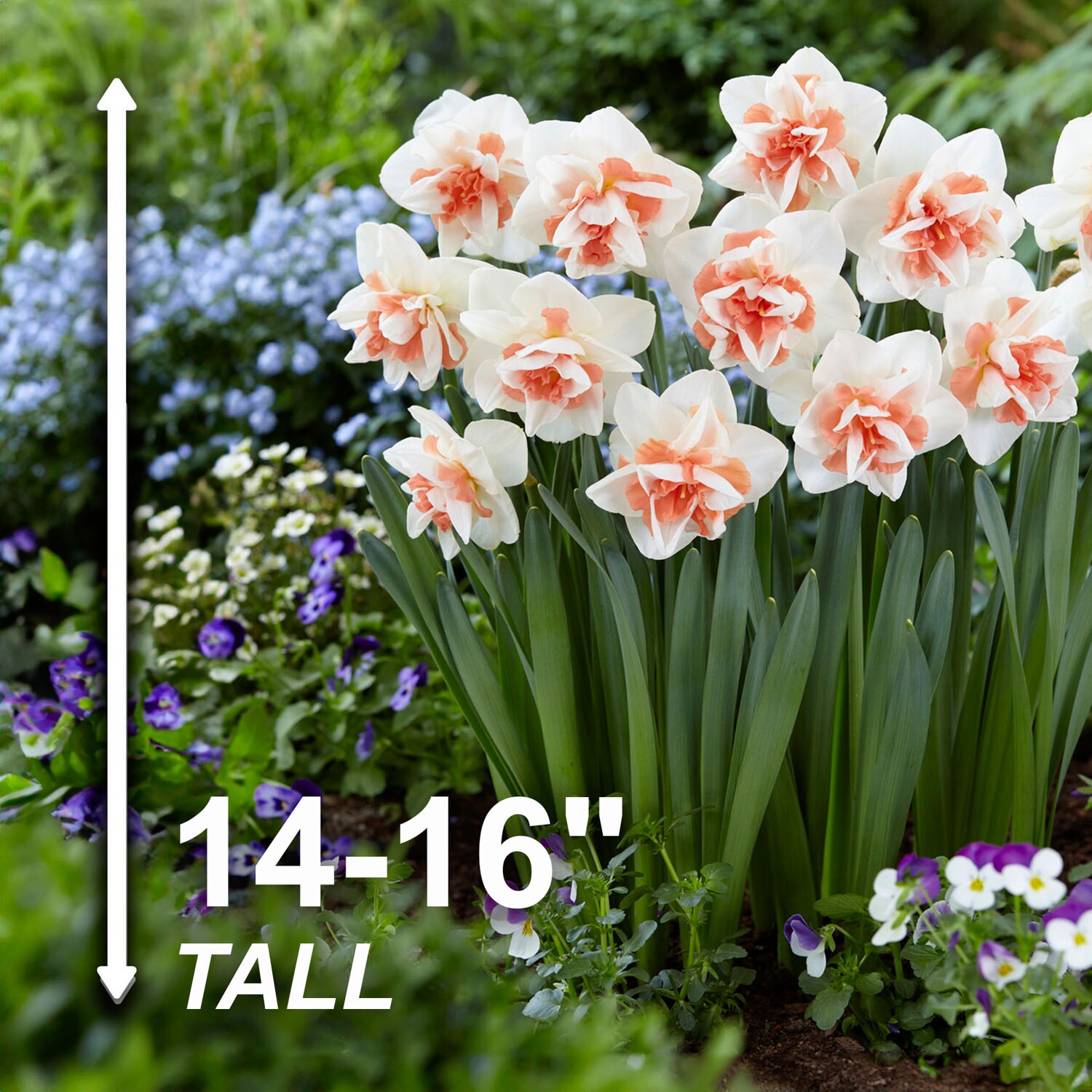 Garden State Bulb ECF-105-250-10 Plant-Bulbs - View #3