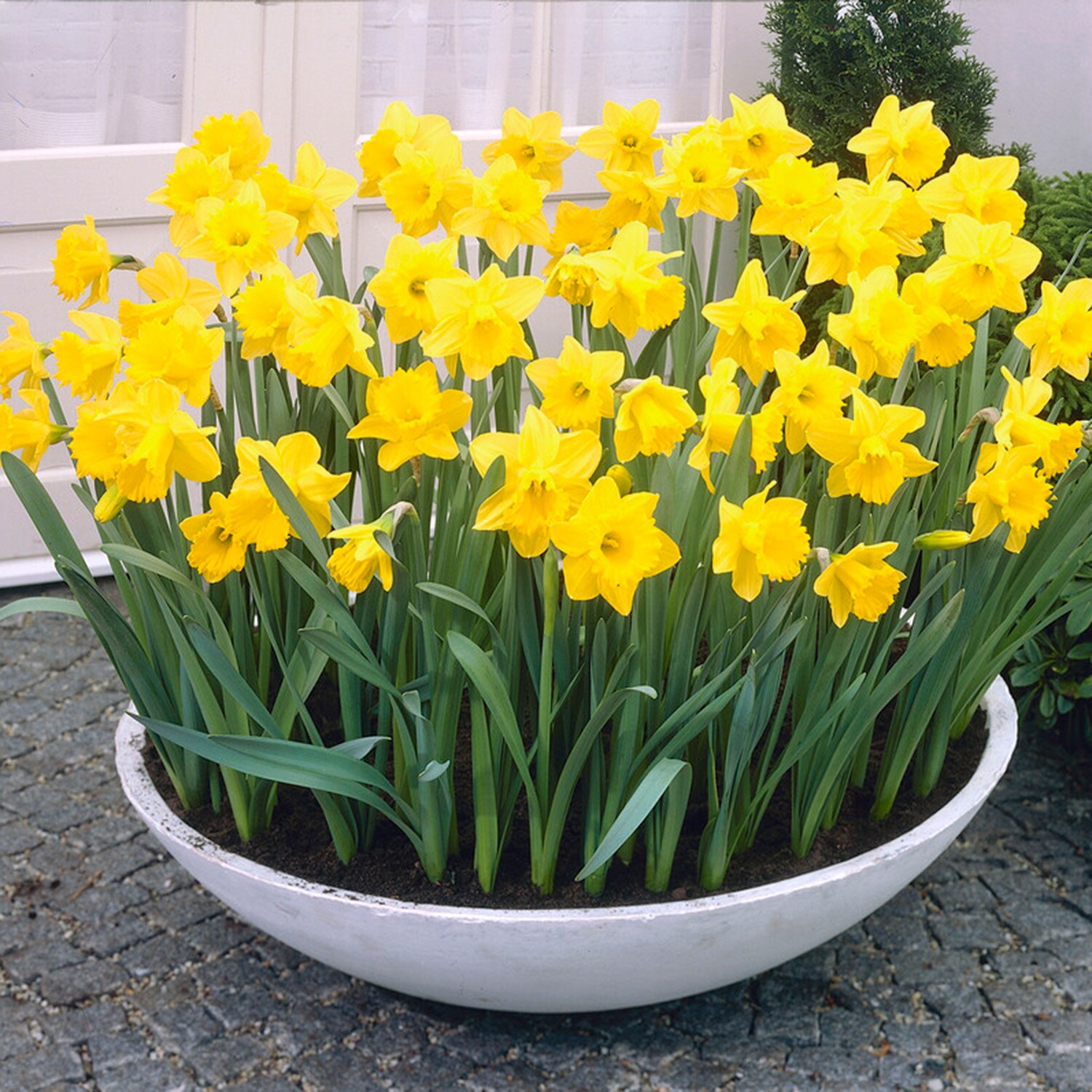 Garden State Bulb Yellow King Alfred Daffodil Bulbs 50-Count In The ...