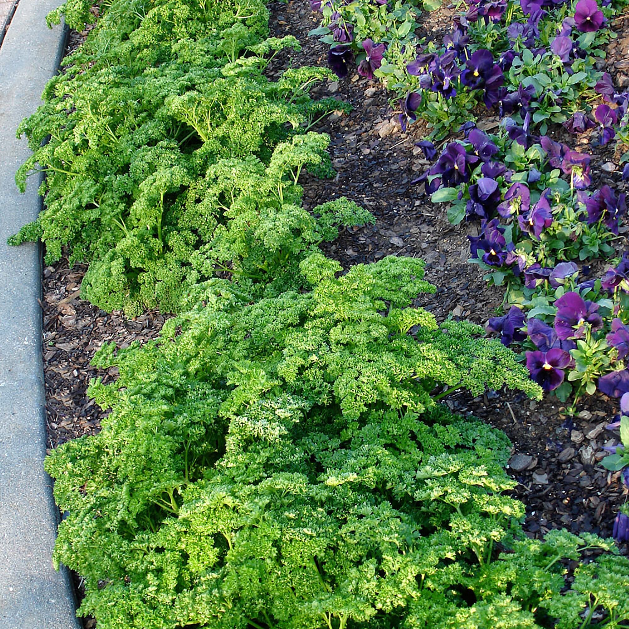 Bonnie Plants 49-710604 Herb-Plants - View #3