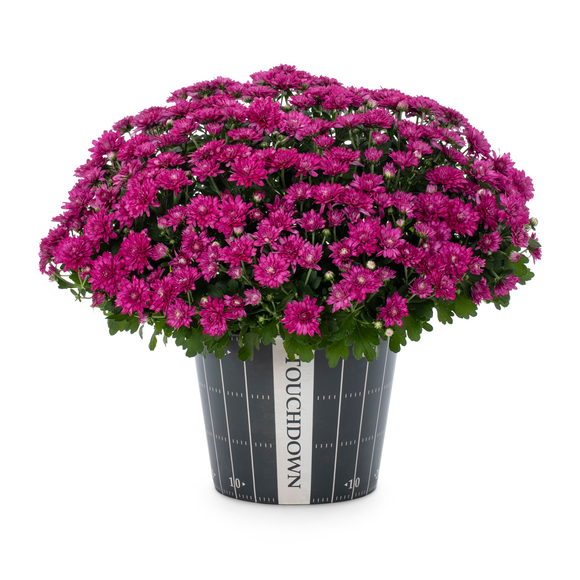 Lowe's NURSERY annuals - View #3