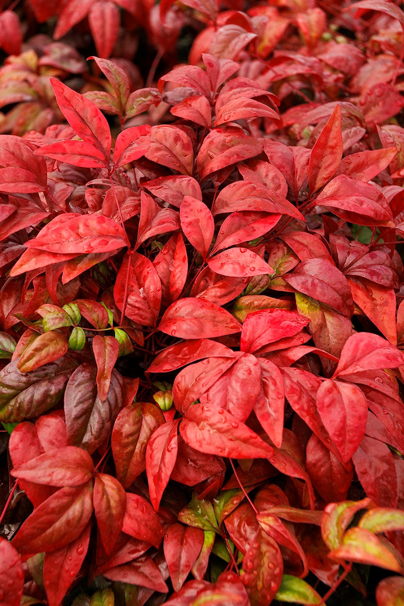 Monrovia KT10706223000200000 shrubs - View #2