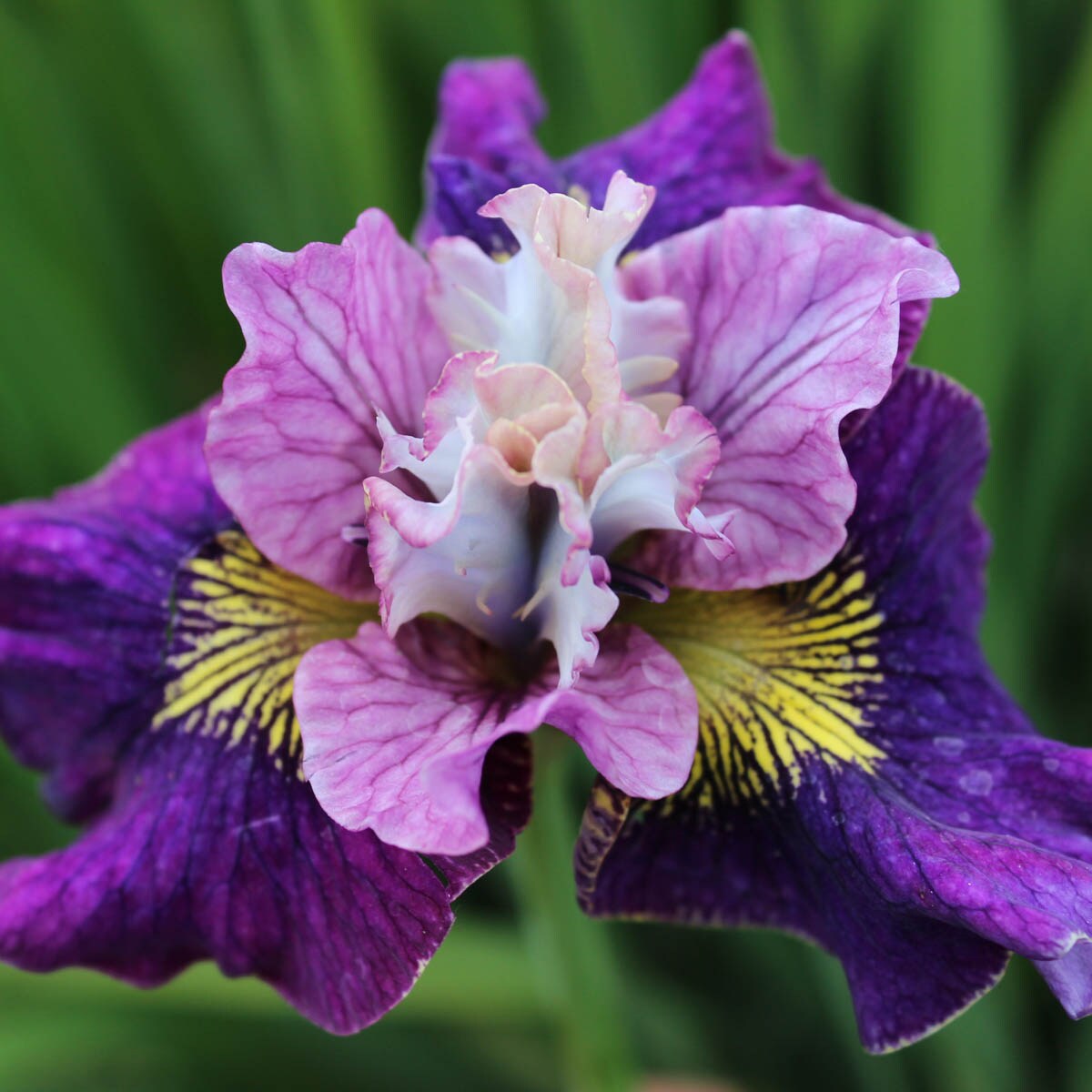 Spring Hill Nurseries 73239 Purple On Mulberry Street Siberian Iris Perennial Plant in 1-Pack Bareroot