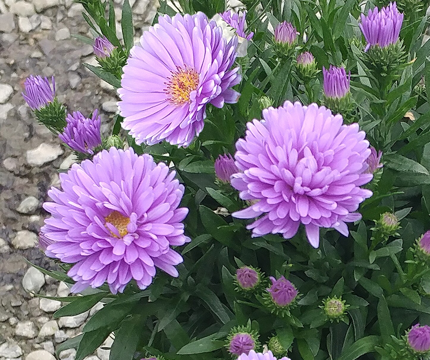  1174 perennials - View #3