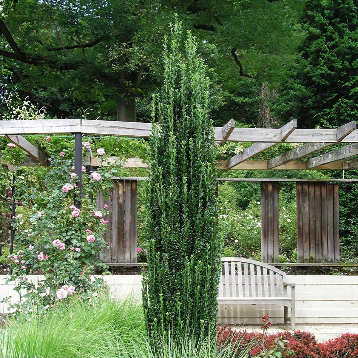 Southern Planters HOLSKY03G shrubs - View #3