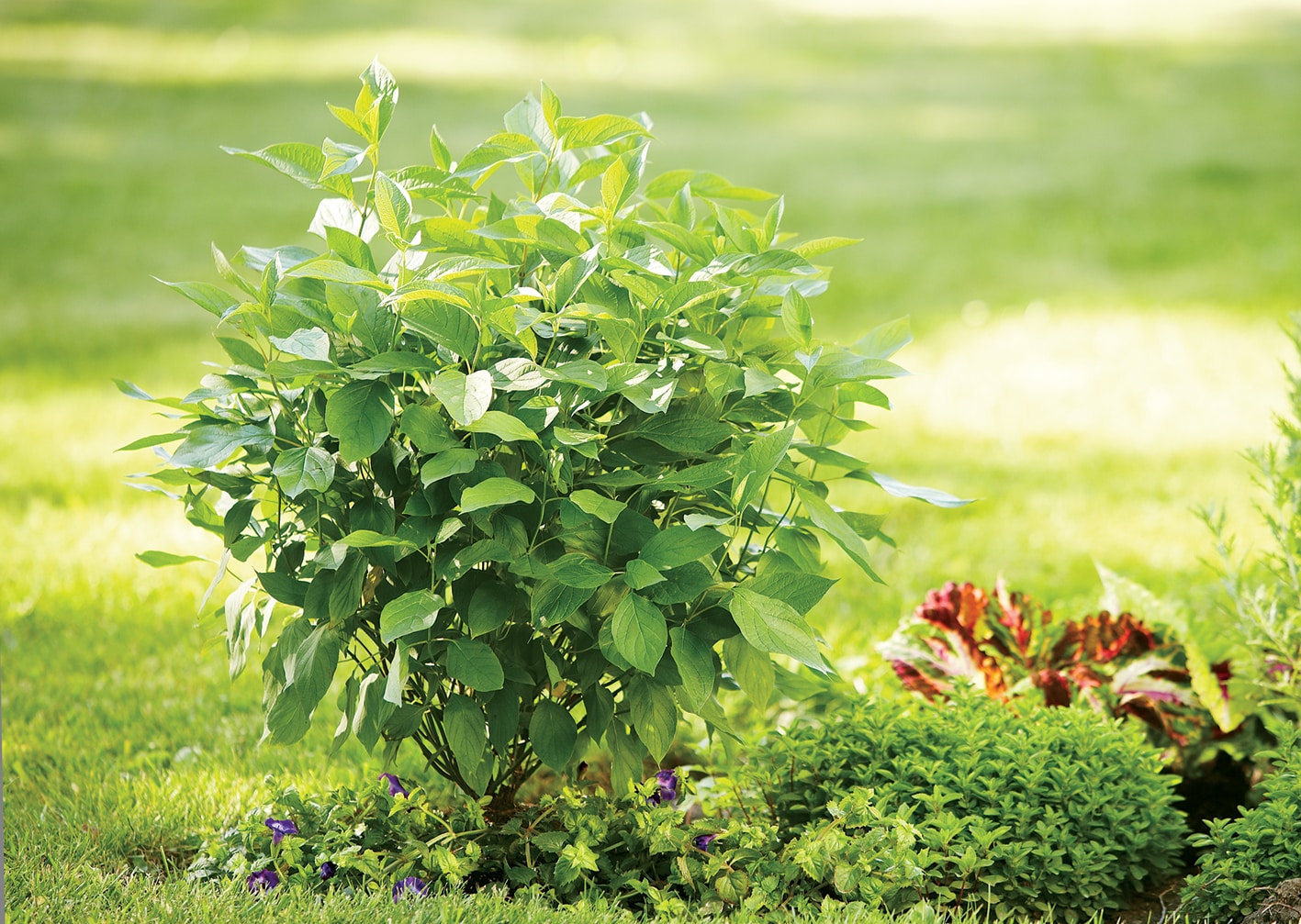 Proven Winners COUPRC1107800 shrubs - View #3
