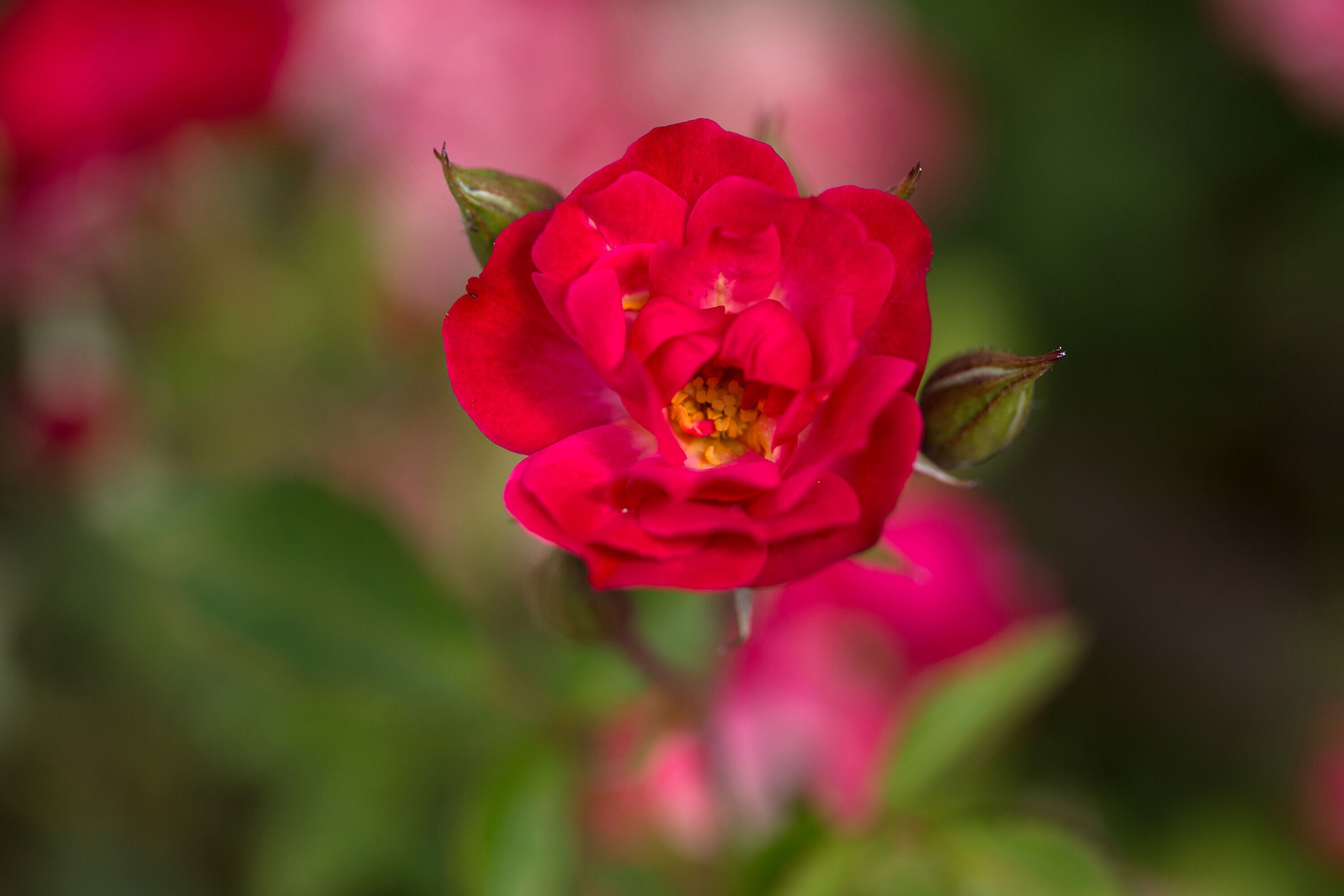 Lowe's NURSERY roses - View #4