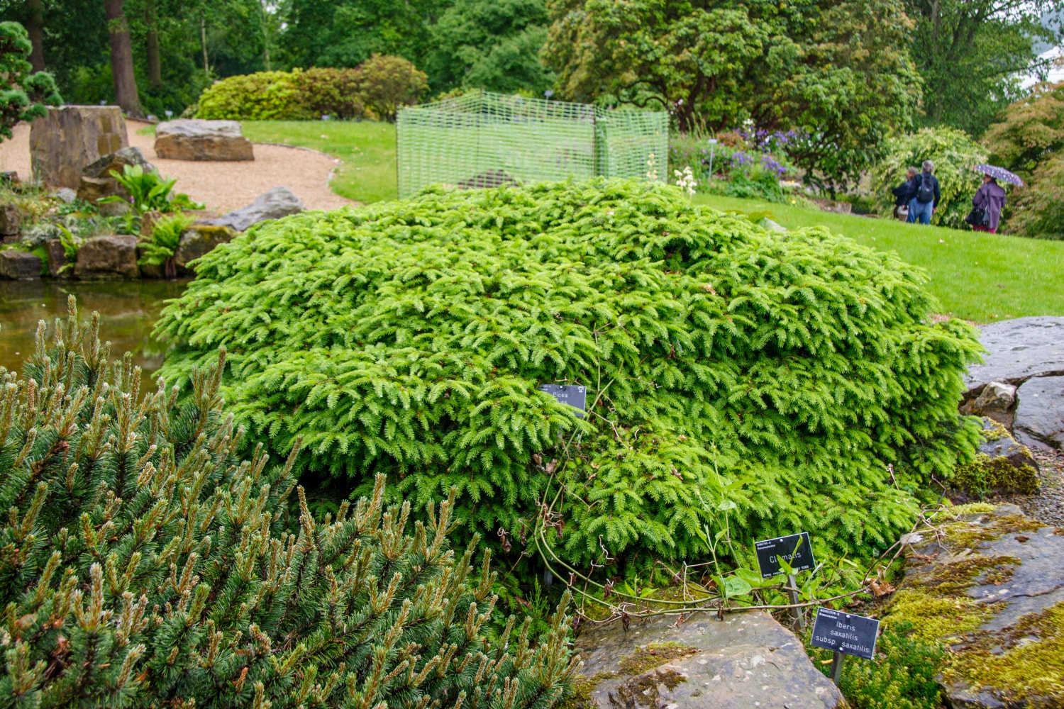 Spring Hill Nurseries Birds Nest Spruce Accent Shrub In 2 25 Gallon