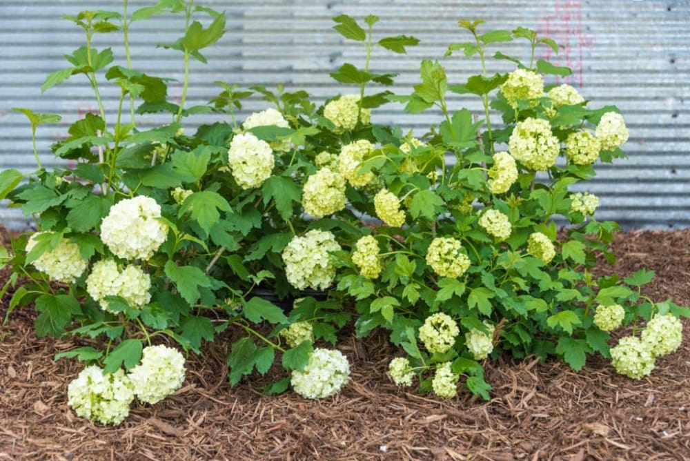 Spring Hill Nurseries 65726 shrubs - View #4