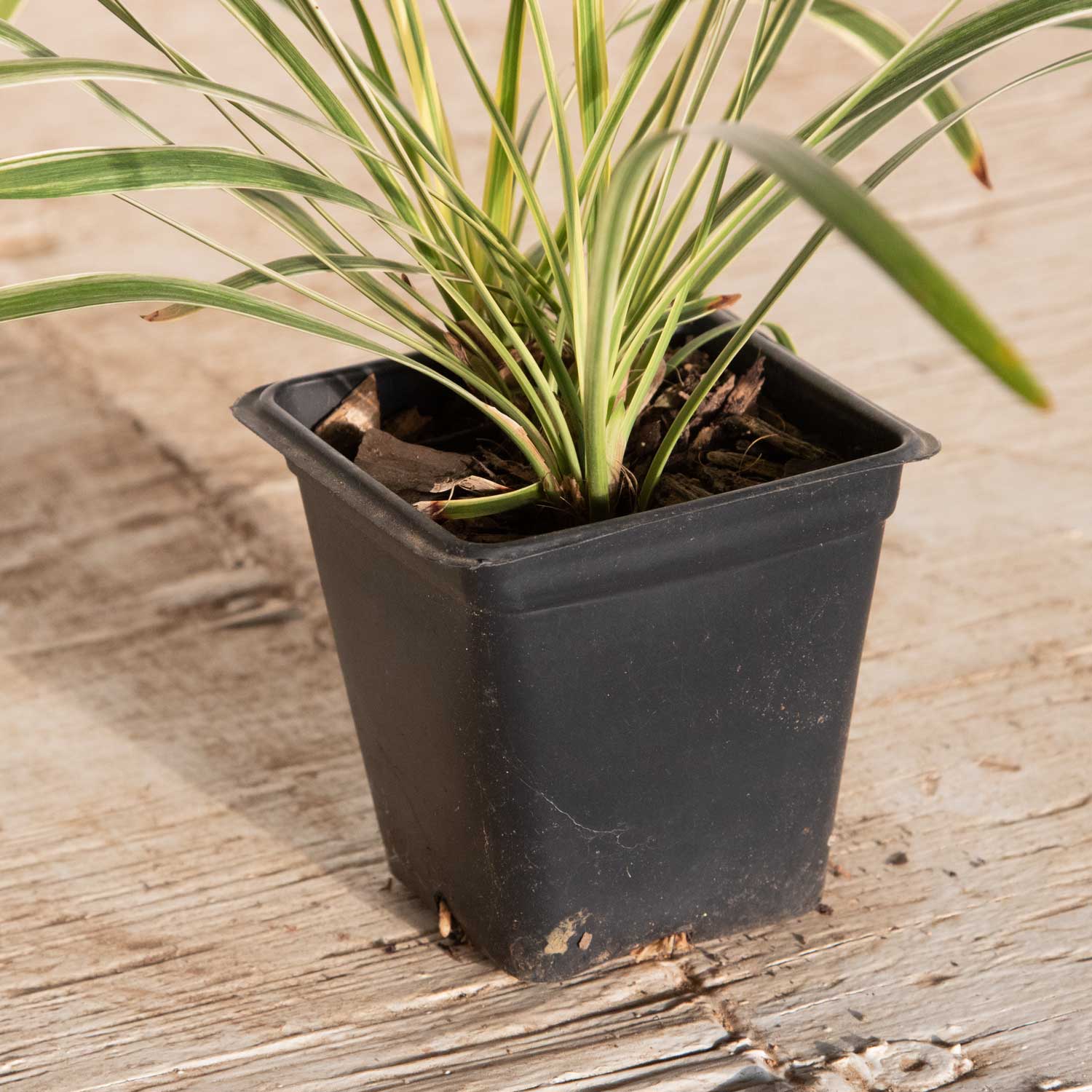 Flowerwood 4009LP (LOWES) Ornamental-Grasses - View #6