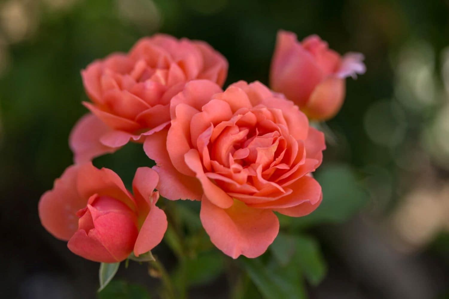 Lowe's NURSERY Sweet Fragrance Rose Flowering Shrub in 2 -Gallon Pot 1 -Pack with Coral Blooms