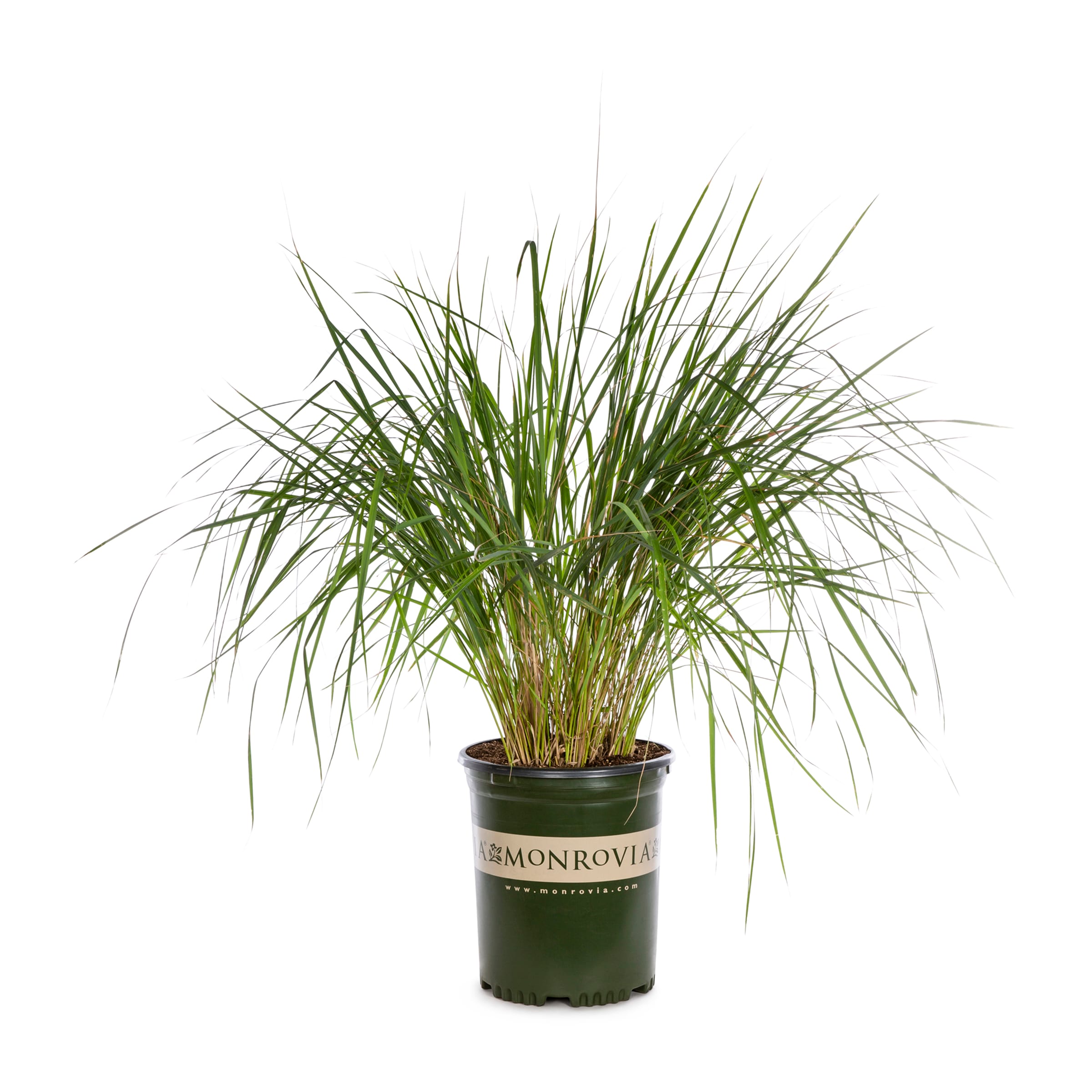 Foerster's Feather Reed Grass Perennials At Lowes.com