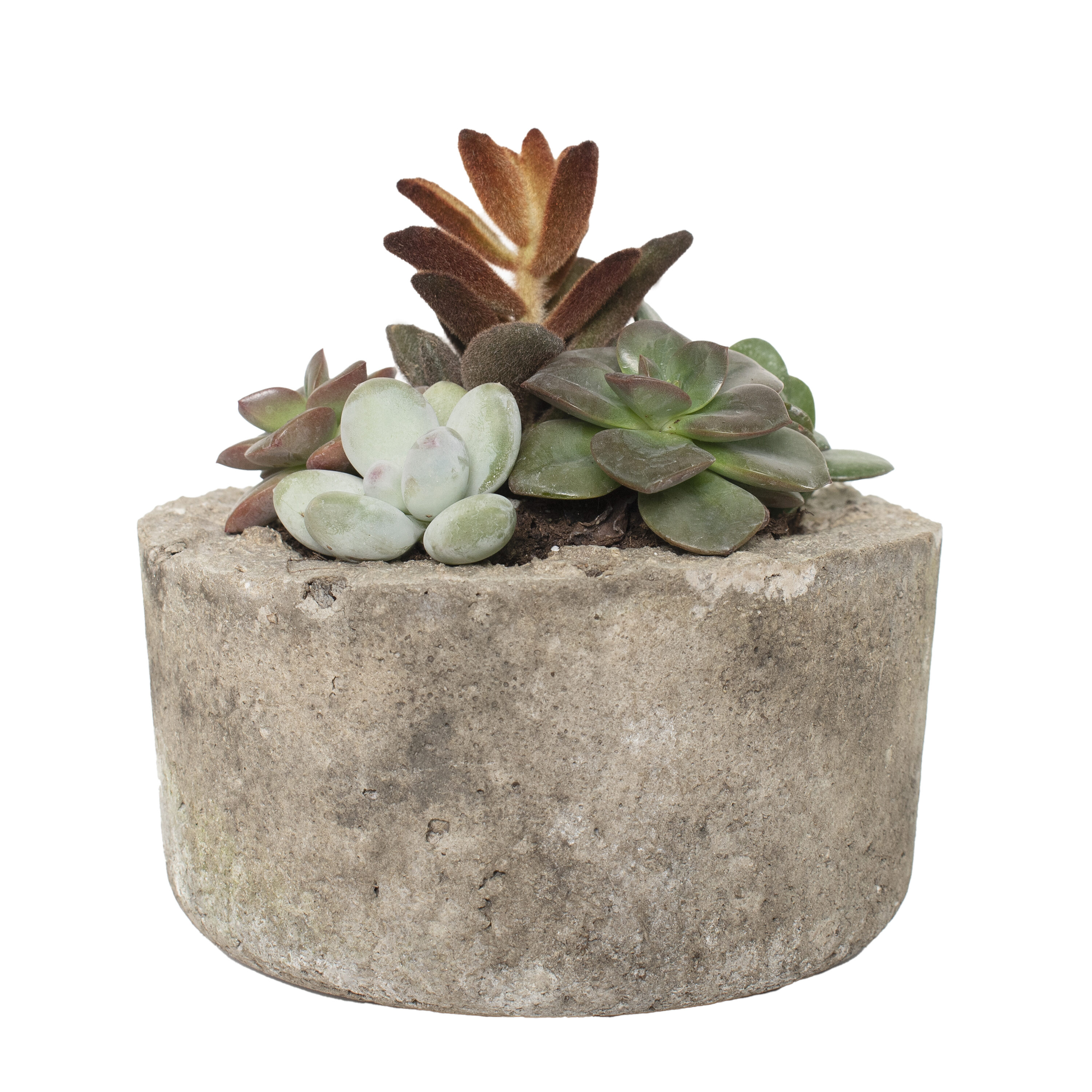 National Plant Network LW1634 6" Succulent Stone Dish in 6 -in Pot