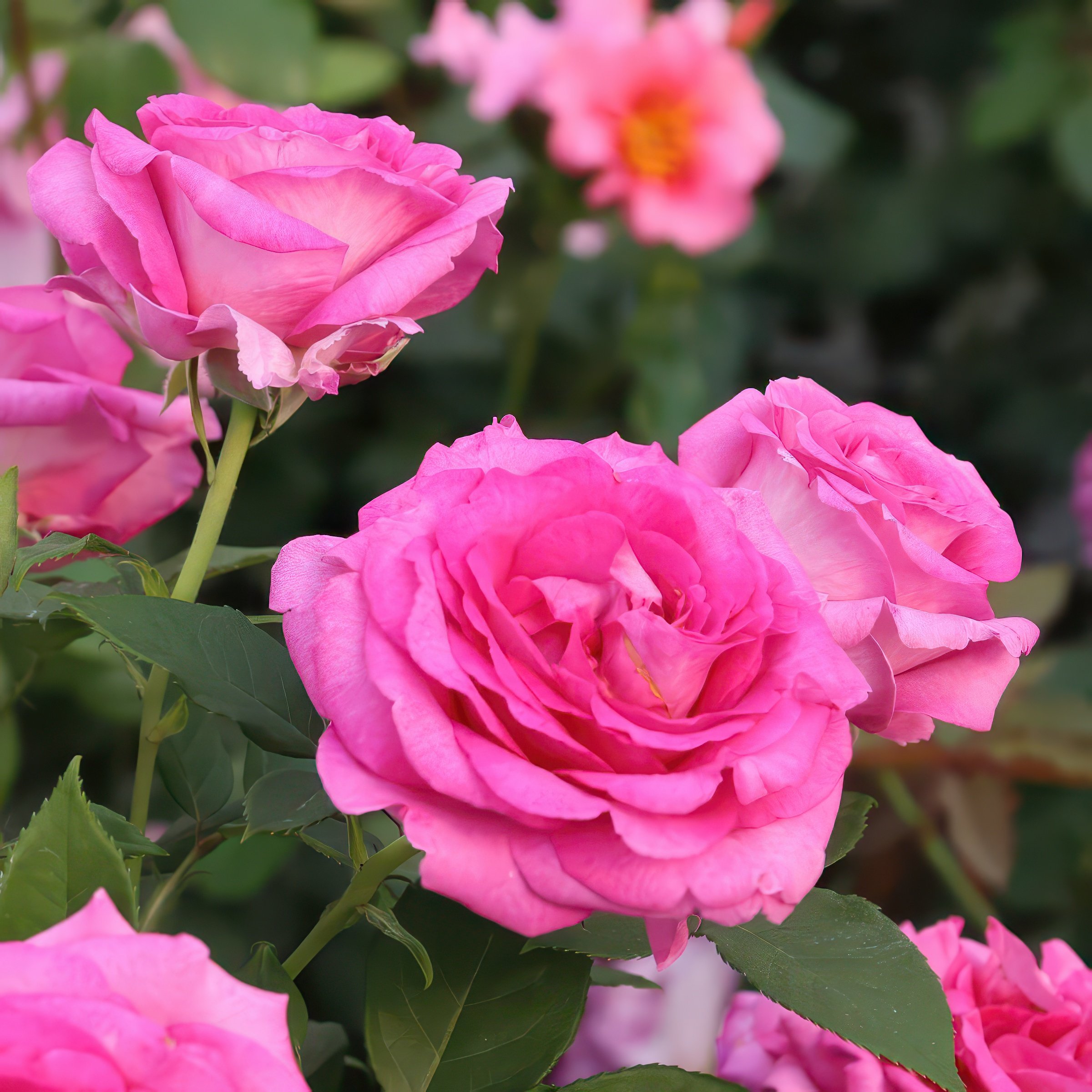 National Plant Network LW1413B roses - View #5