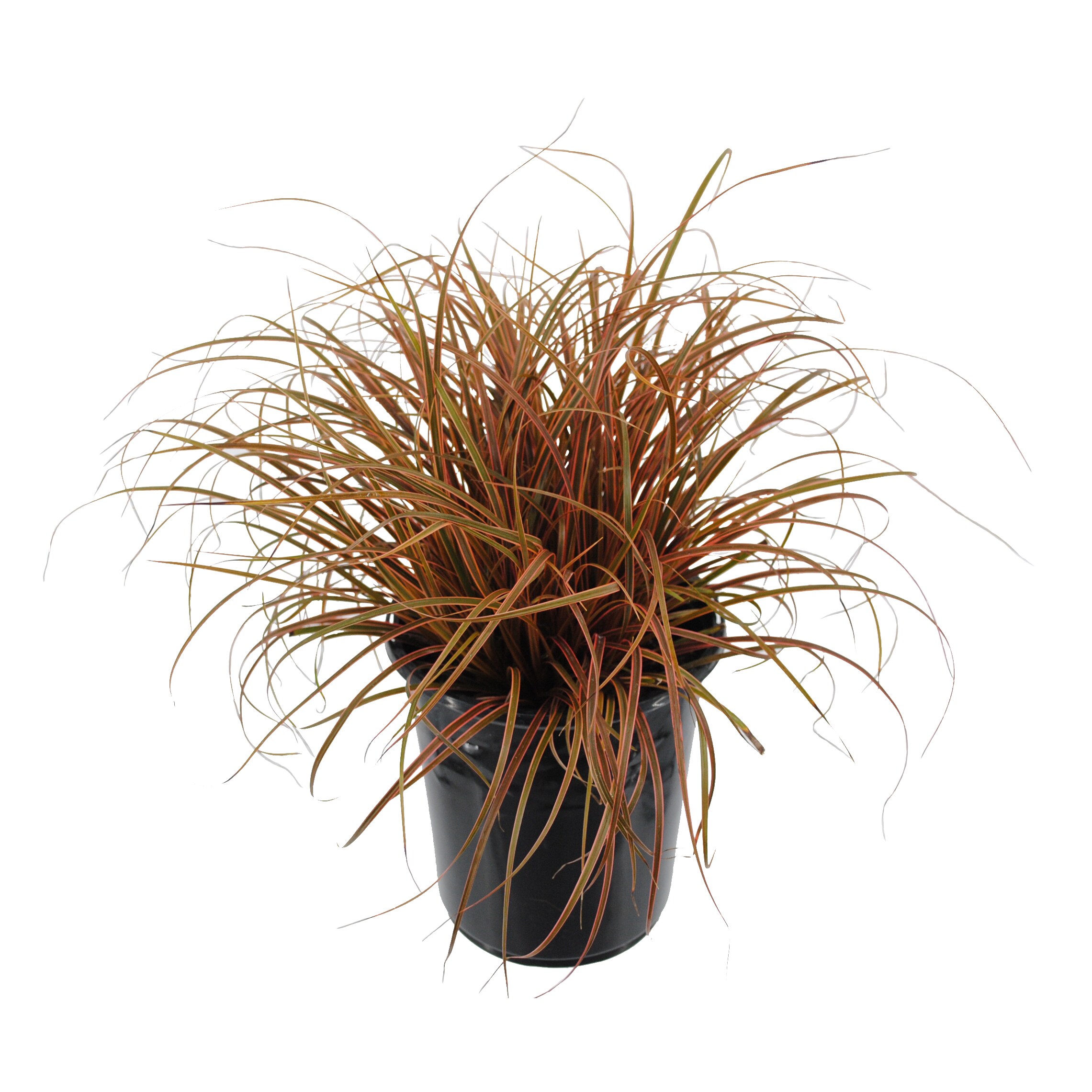 Disease Resistance Uncinia Grass Perennials at Lowes.com