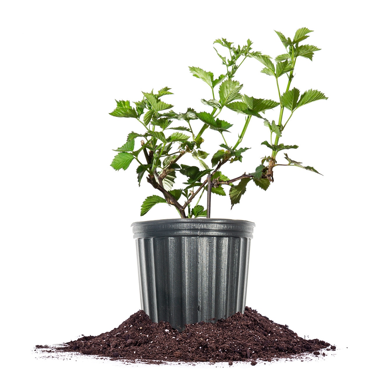 Perfect Plants LONAVAHOBLKBRY1G Navaho Blackberry Feature Shrub in 1 -Gallon Pot 1.0 -Pack with White Blooms