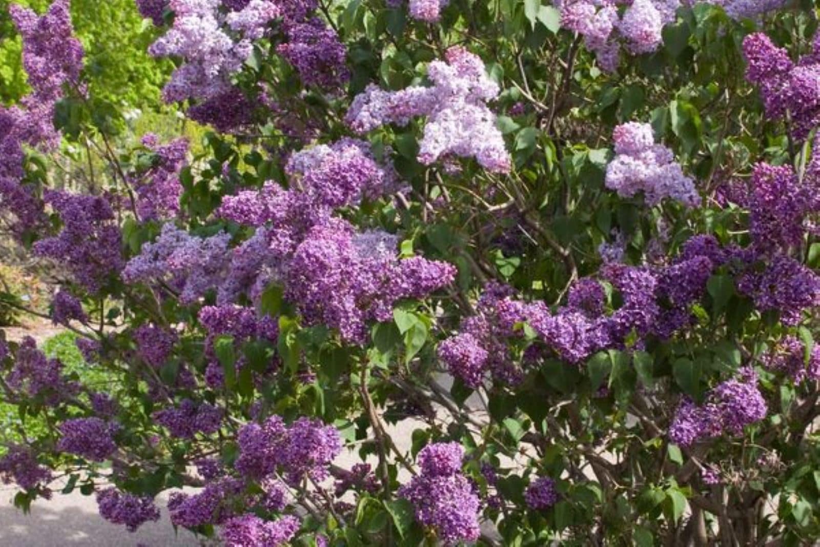  O865103 shrubs - View #2