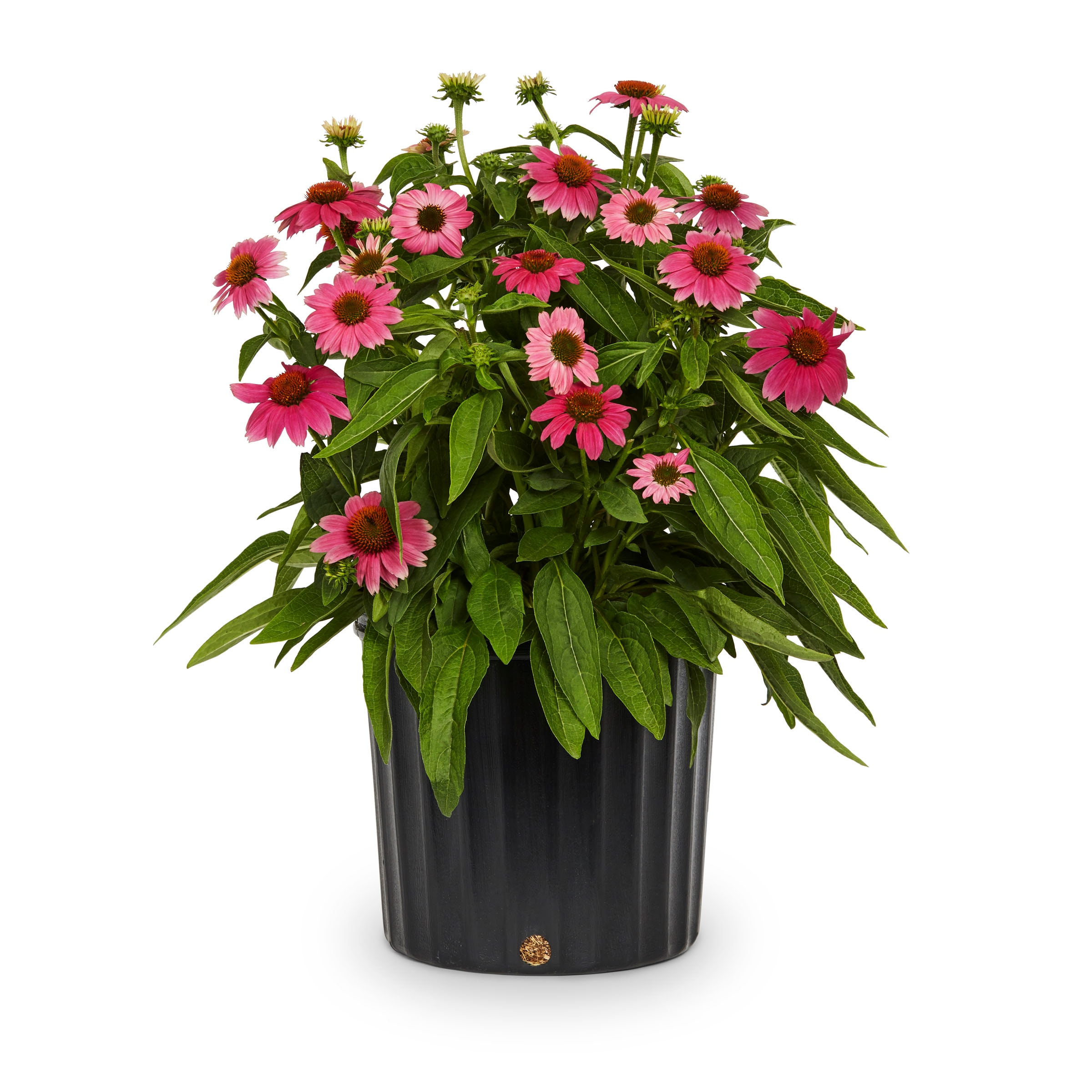 Lowe's NURSERY Multicolor Echinacea Coneflower Sombrero Plant in 2.25 -Gallon Pot 1 -Pack