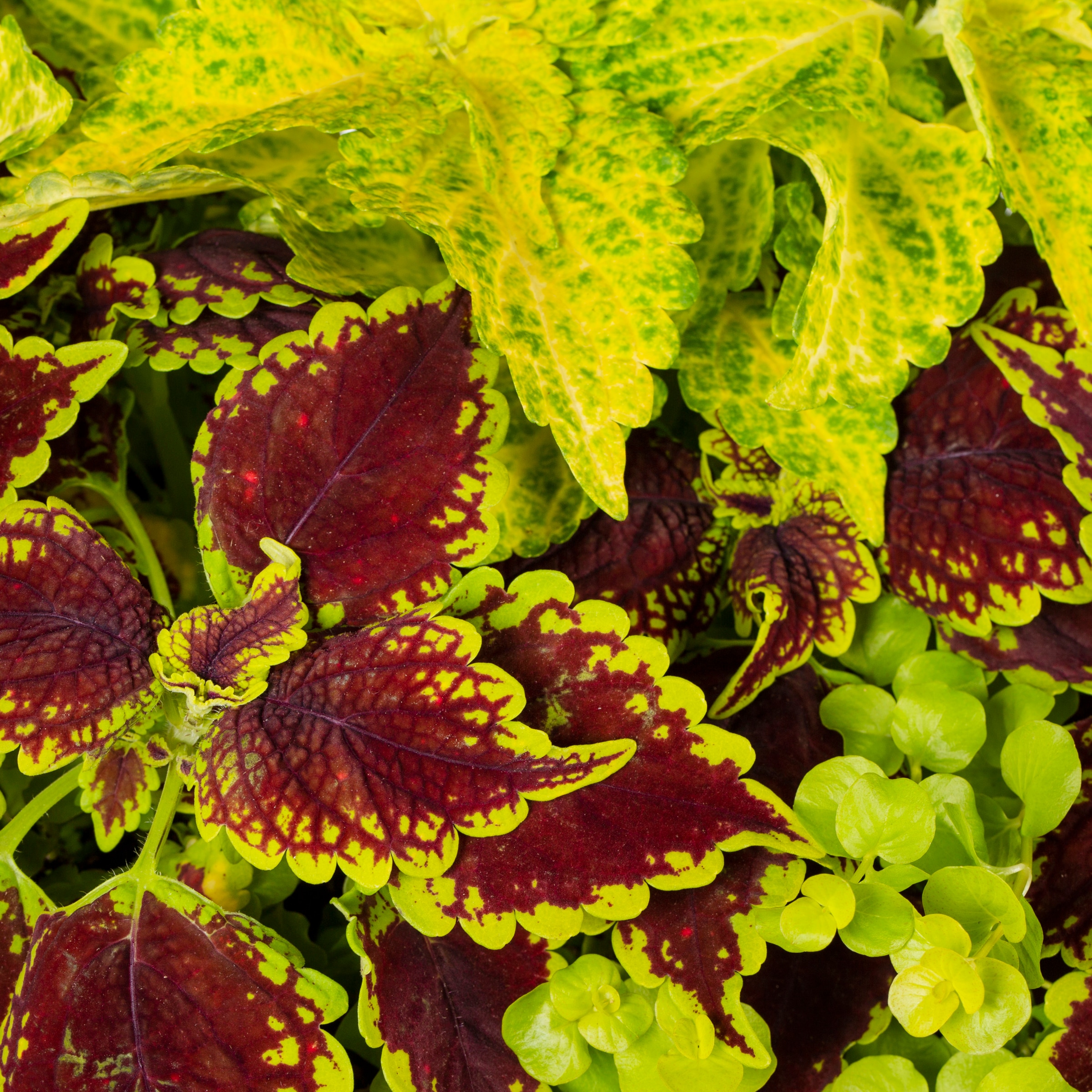 Lowe's 1527926 annuals - View #2