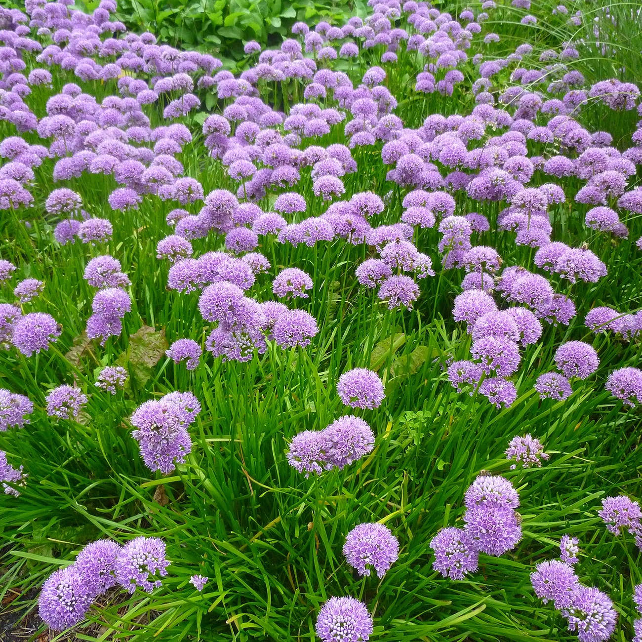Van Zyverden 87139 Plant-Bulbs - View #2
