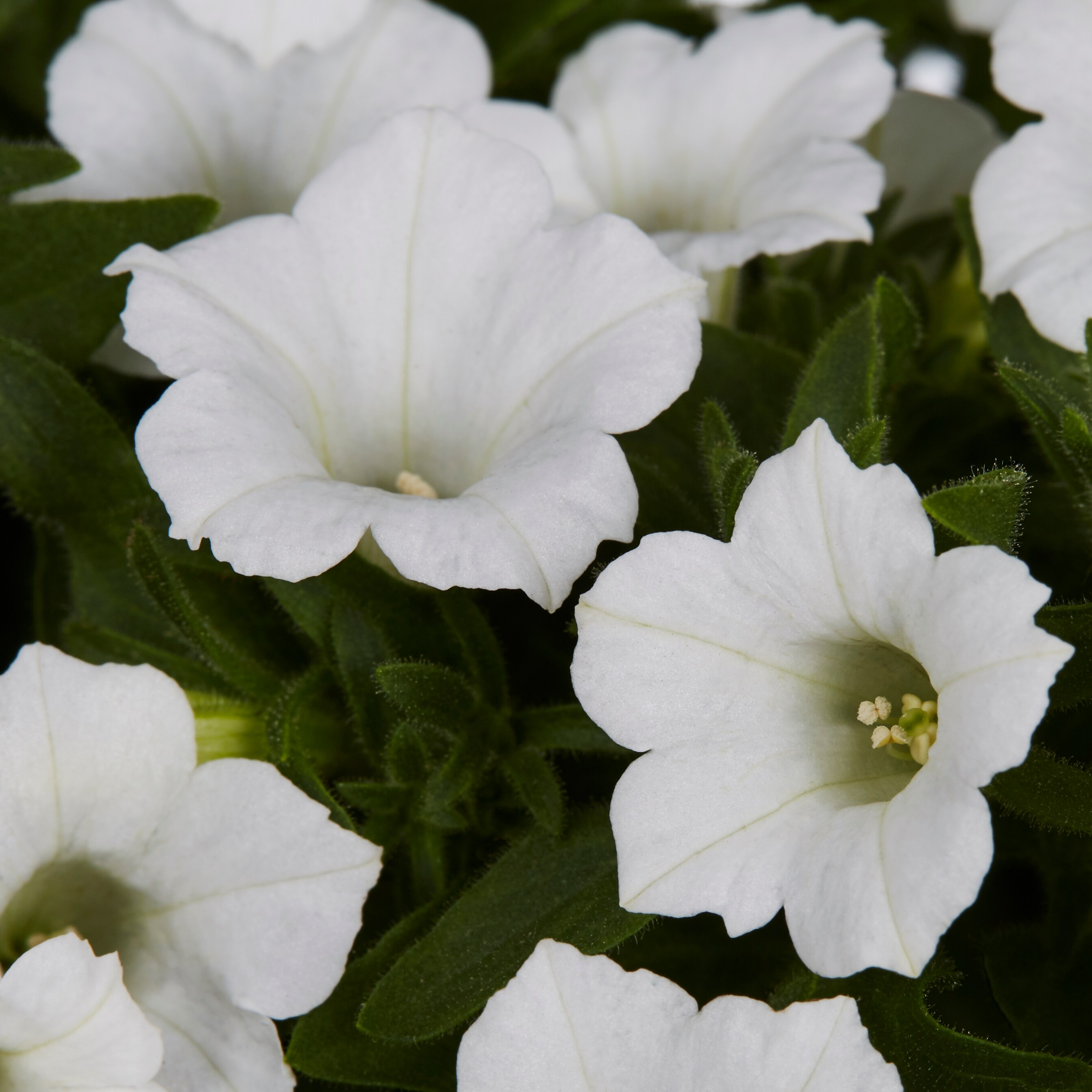 Lowe's NURSERY annuals - View #8