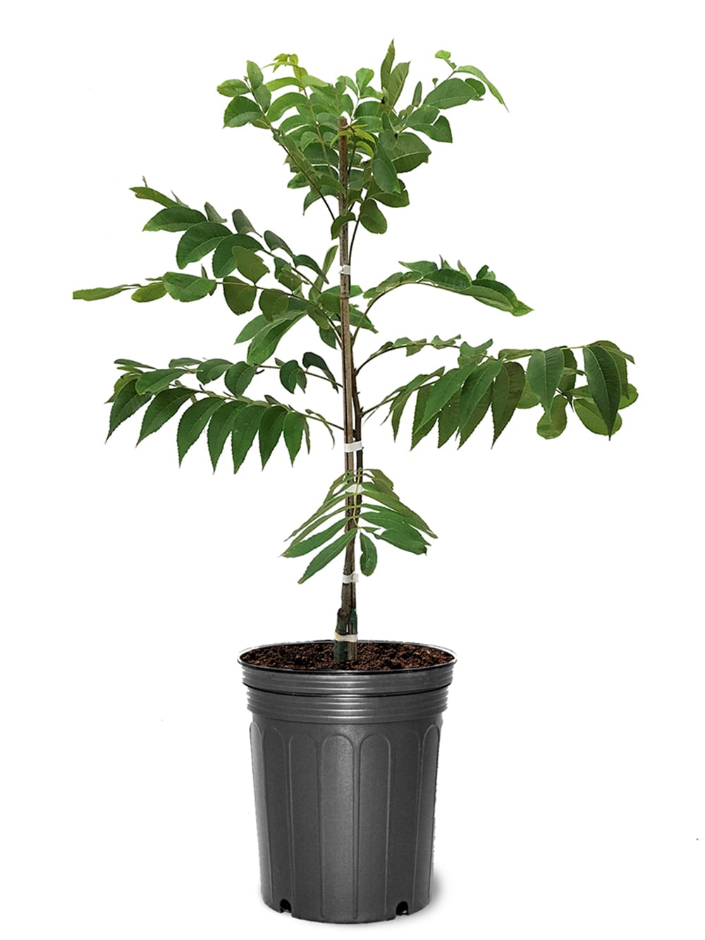 Southern Planters PECSUM05G 5 -Gallon Shade Sumner Pecan In pot (with soil)