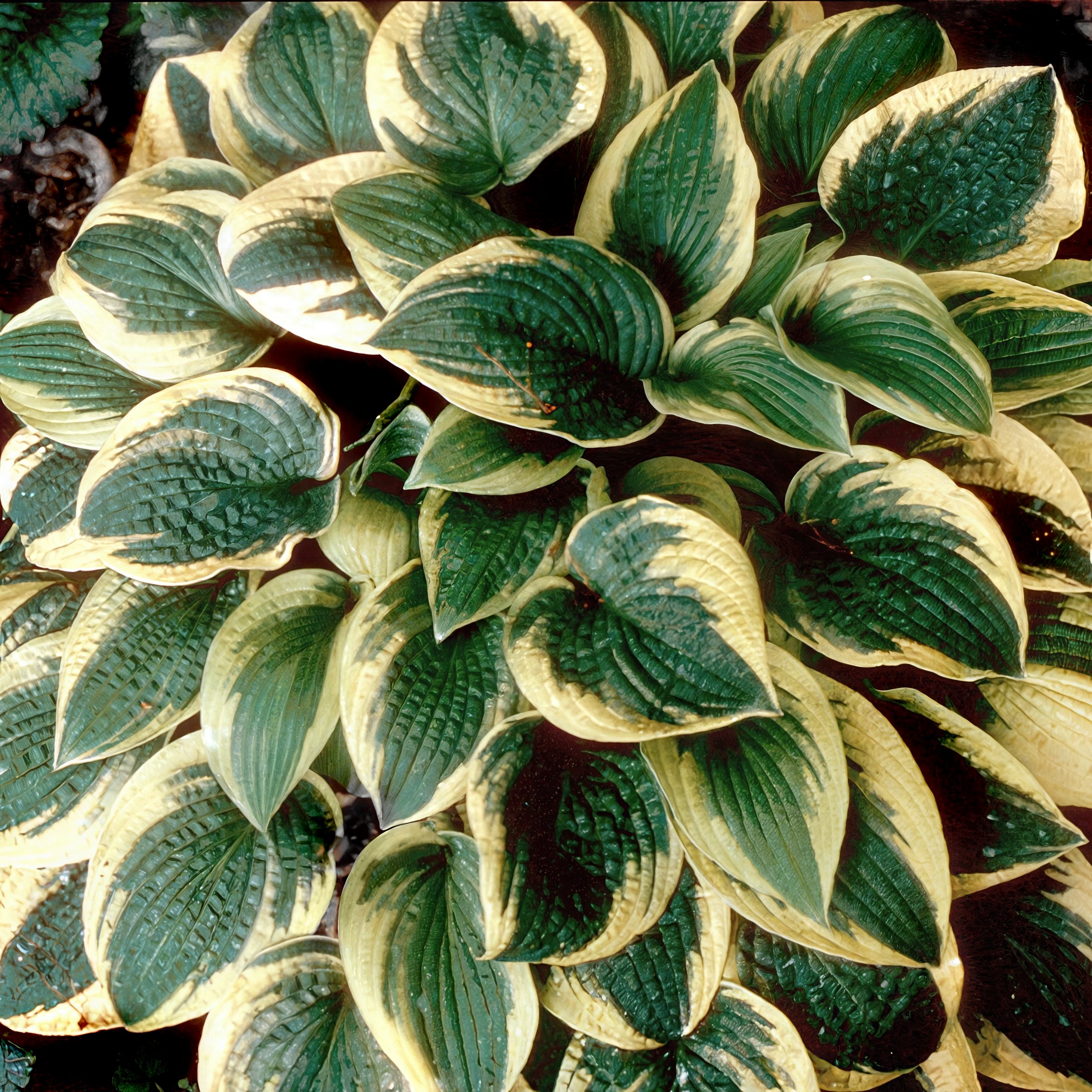 National Plant Network LW2617 perennials - View #5