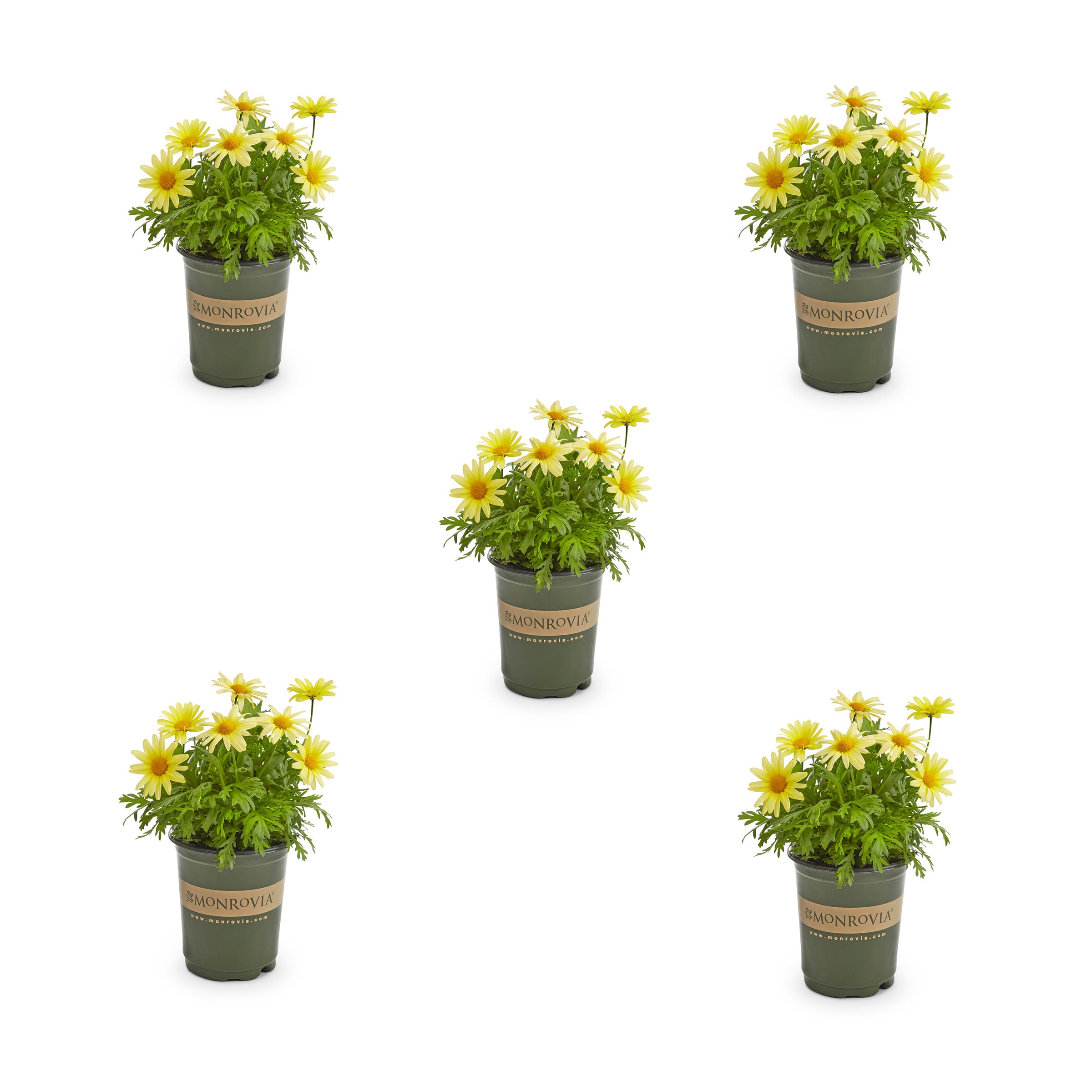 Monrovia 78978 Yellow Marguerite Daisy in 1.5-Pint Pot 5-Pack