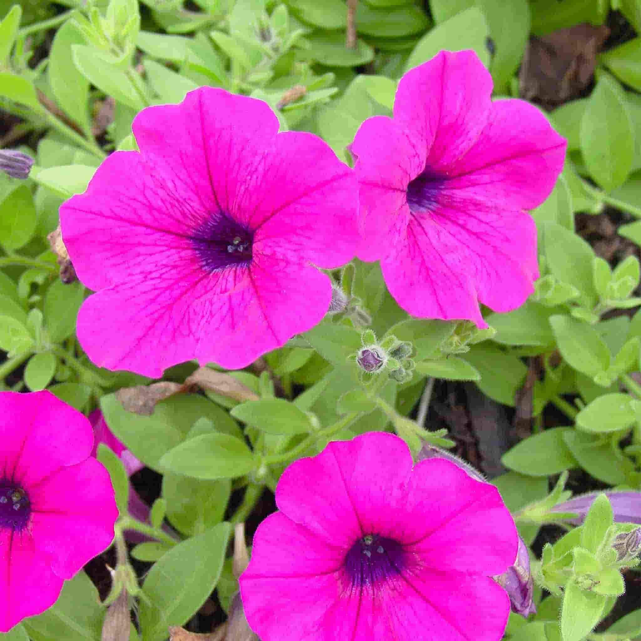 Ferry-Morse LC25.2143 seeds - View #3