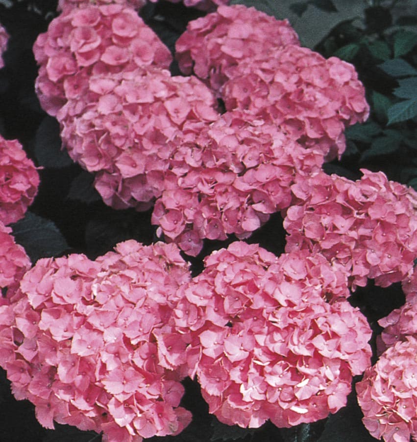 Monrovia Pink Beauty Hydrangea Flowering Shrub In Pot (With Soil) in ...