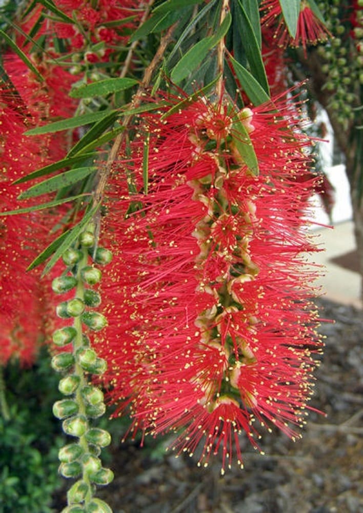 Hannah Ray Bottlebrush - Tree Form Shrubs at Lowes.com