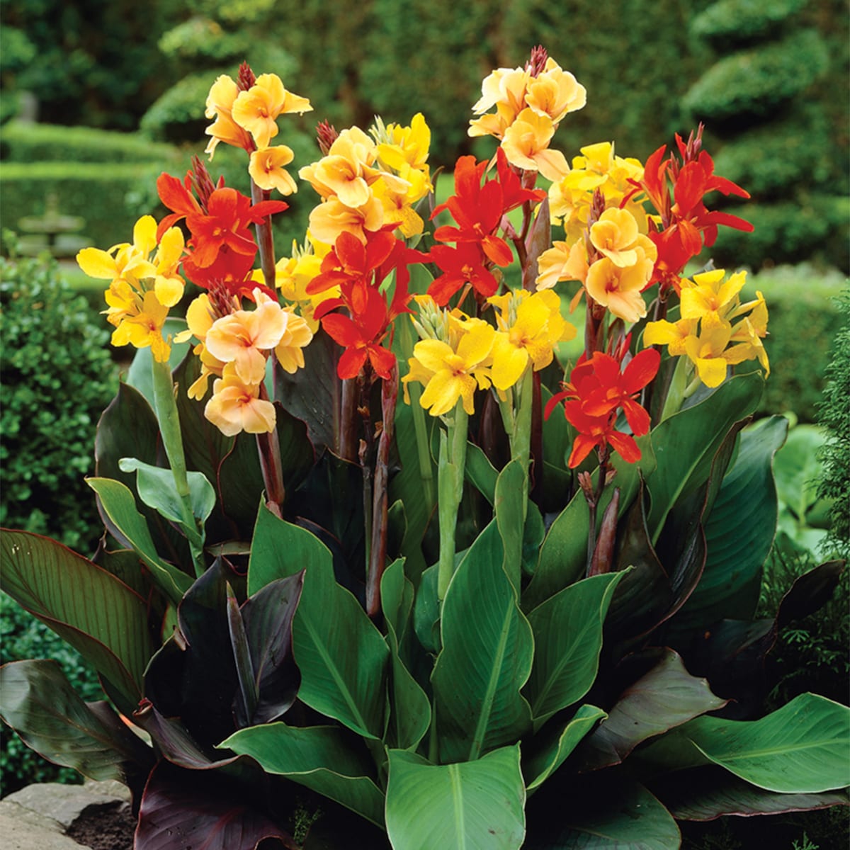 Van Zyverden 84784 Multicolor Cannas Giant Tall Mixed Bulbs 3 Count