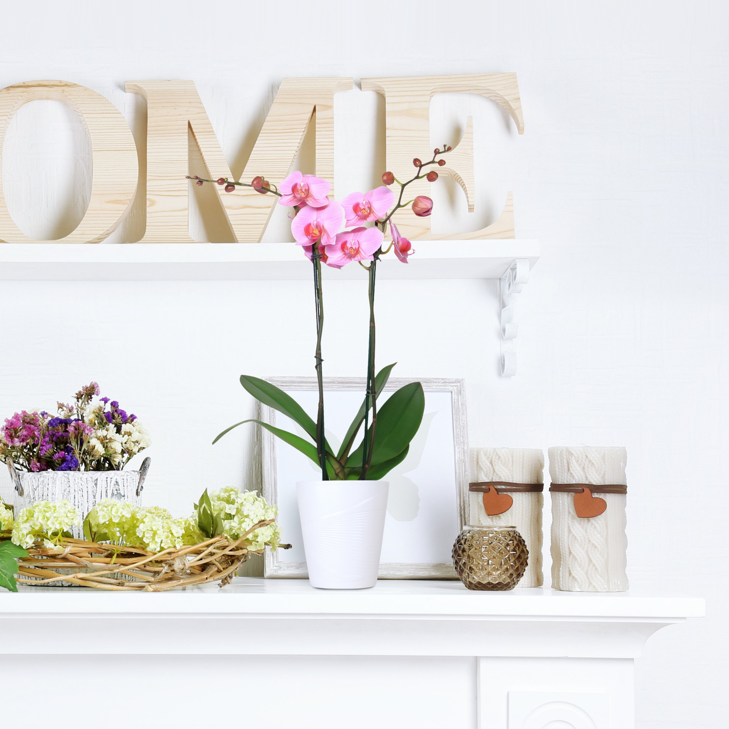 National Plant Network LW2547 hseplants - View #8