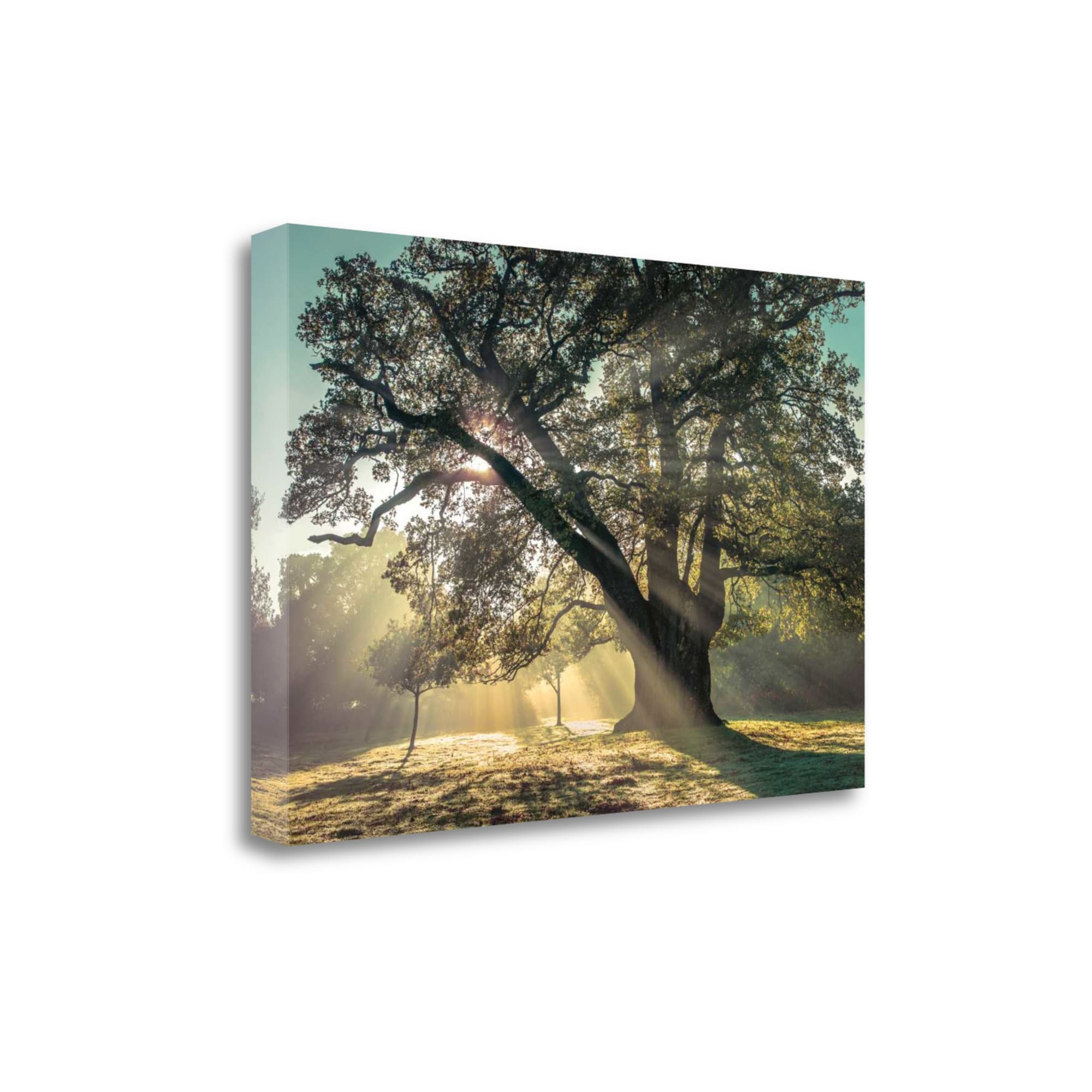 Tangletown Fine Art CA316404-3423C Breaking Through Assaf Frank 23-in H x 34-in W Landscape Print on Canvas