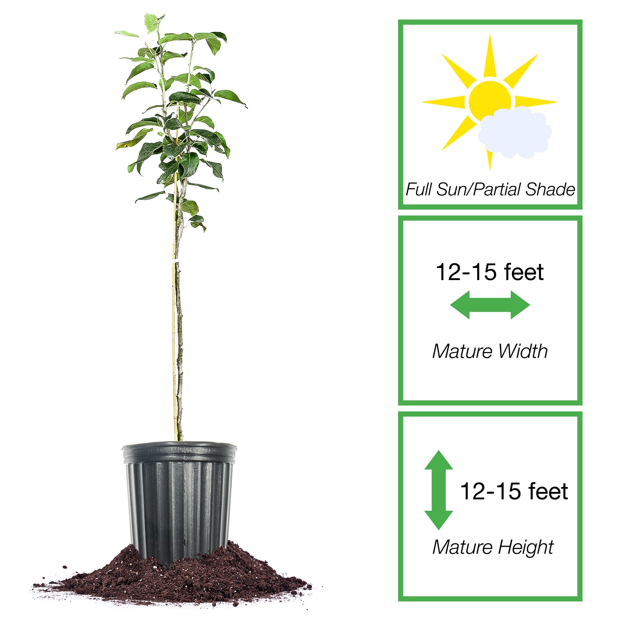 Perfect Plants LOSHINKO5G trees - View #2