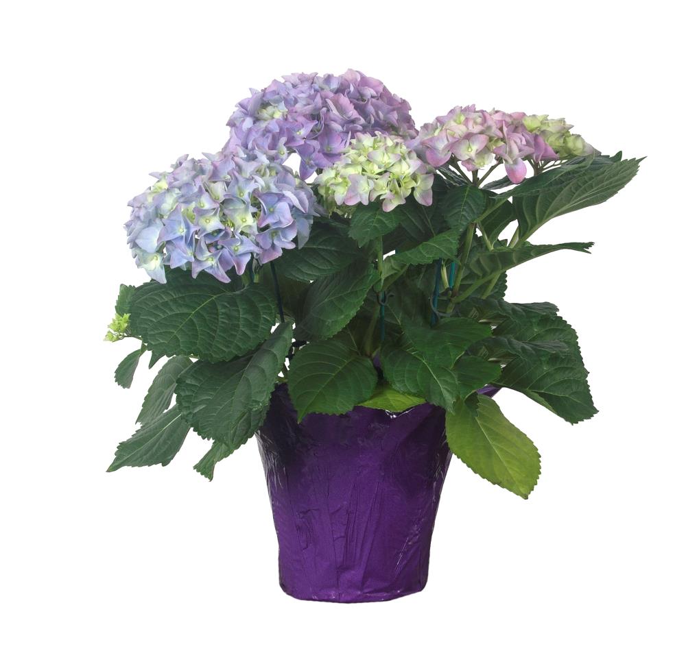 Multicolor Hydrangea House Plant in  Pot in the House Plants  department at 