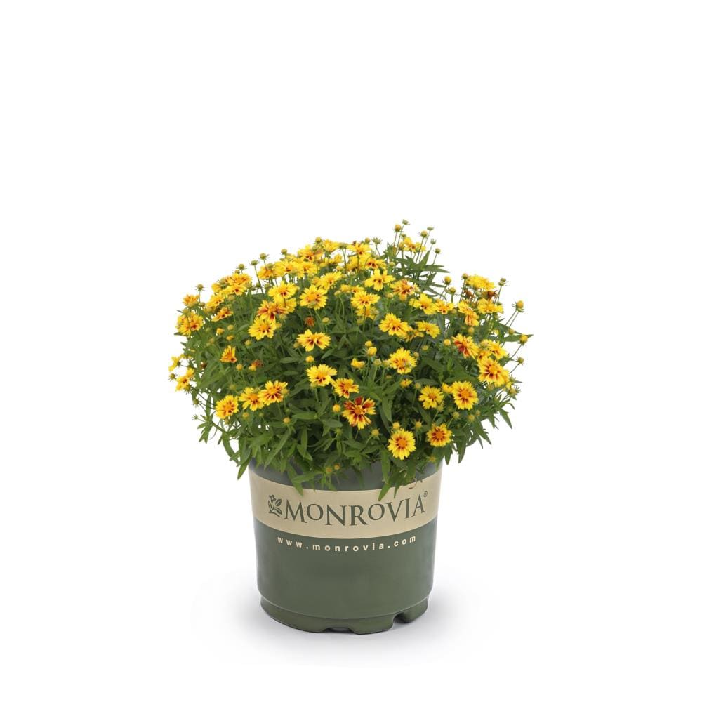 Lowe's 1152451 Multicolor Tickseed Plant in -Quart Pot 1.0 -Pack