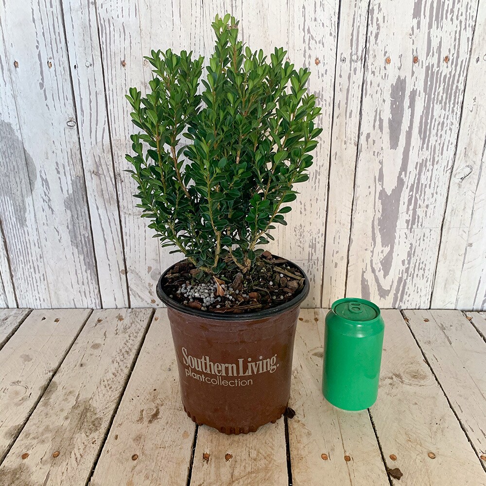 Southern Living Plant Collection 0609Q-2 shrubs - View #4