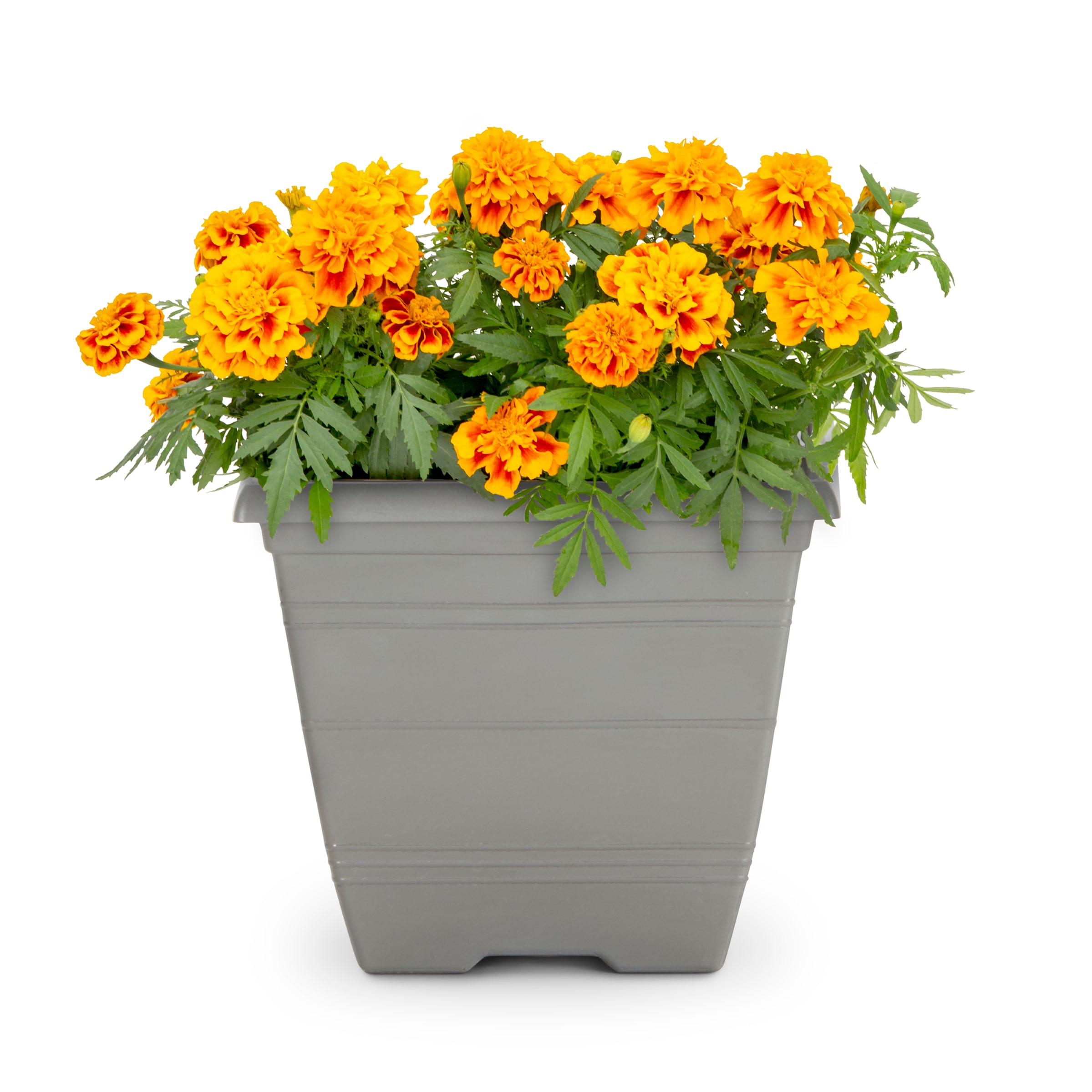 Lowe's 1527848 annuals - View #3