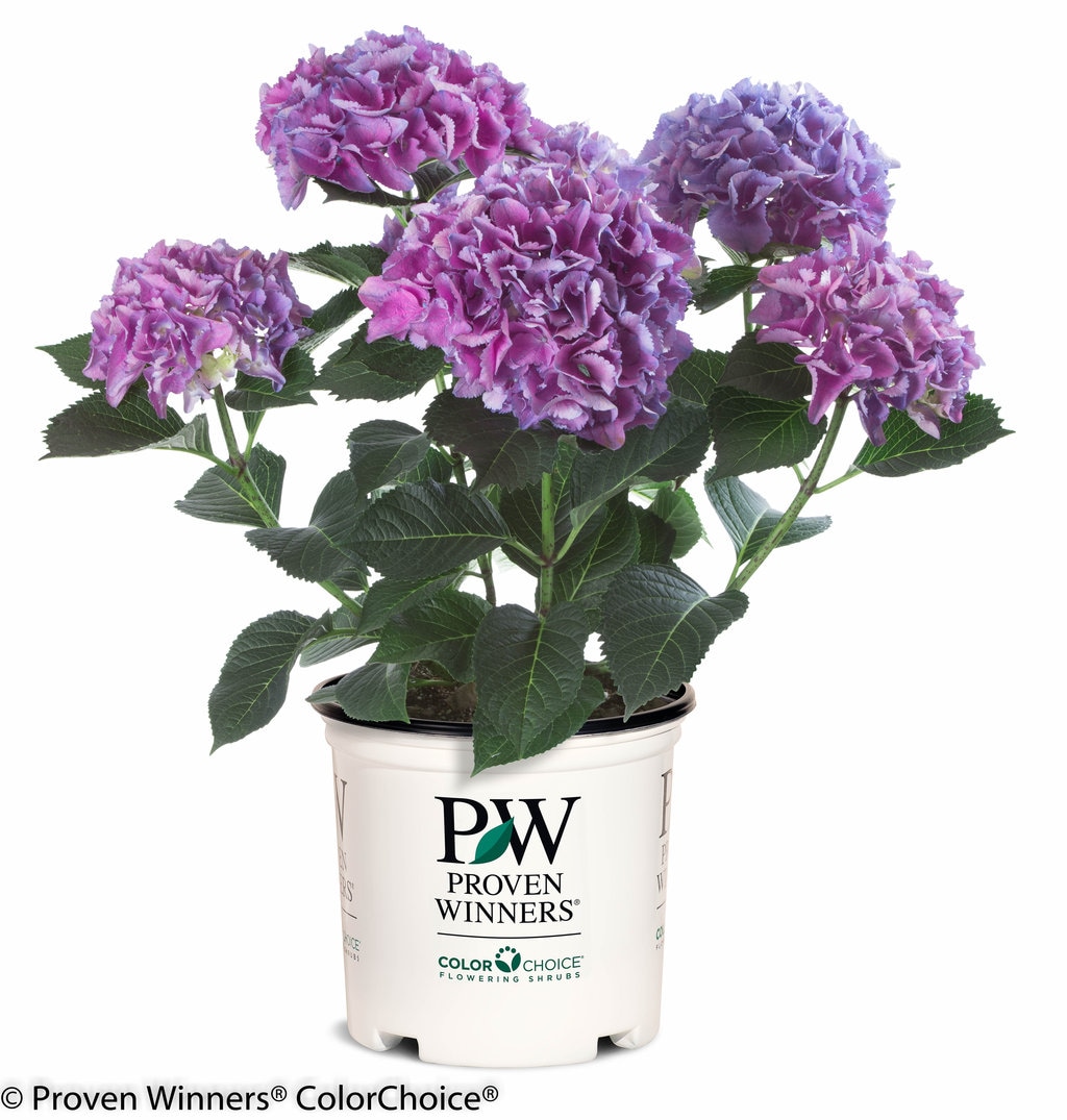Proven Winners HYDPRC2076101 shrubs - View #2