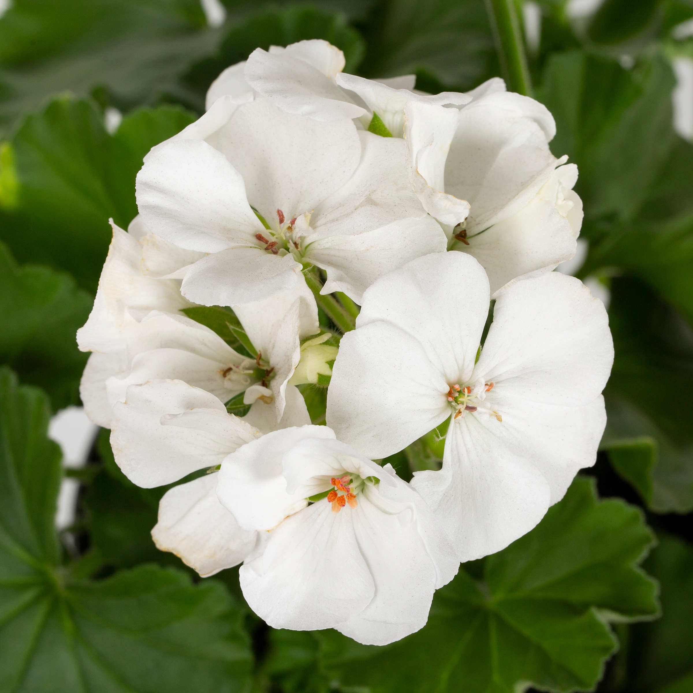 Monrovia 78982 annuals - View #2