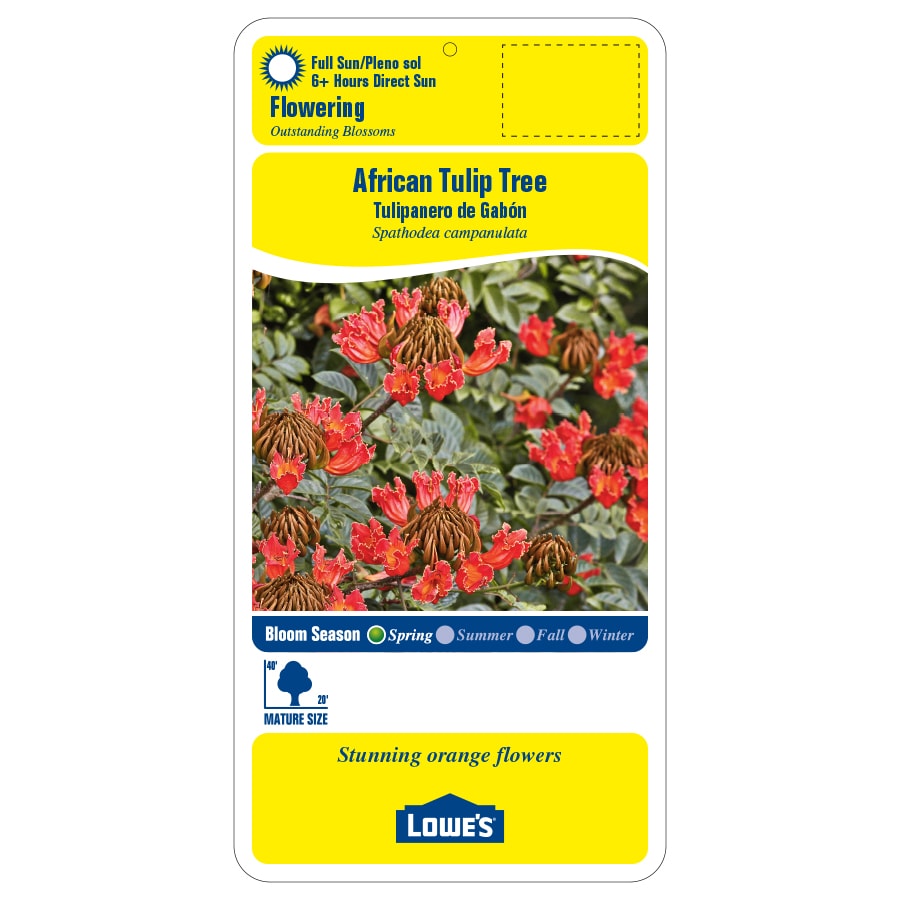 Lowe's NURSERY trees - View #2