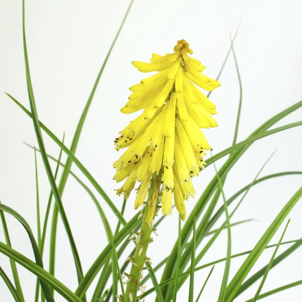 Monrovia Yellow Poco Yellow Red Hot Poker Plant in 2.6-Quart Pot 448591 ...