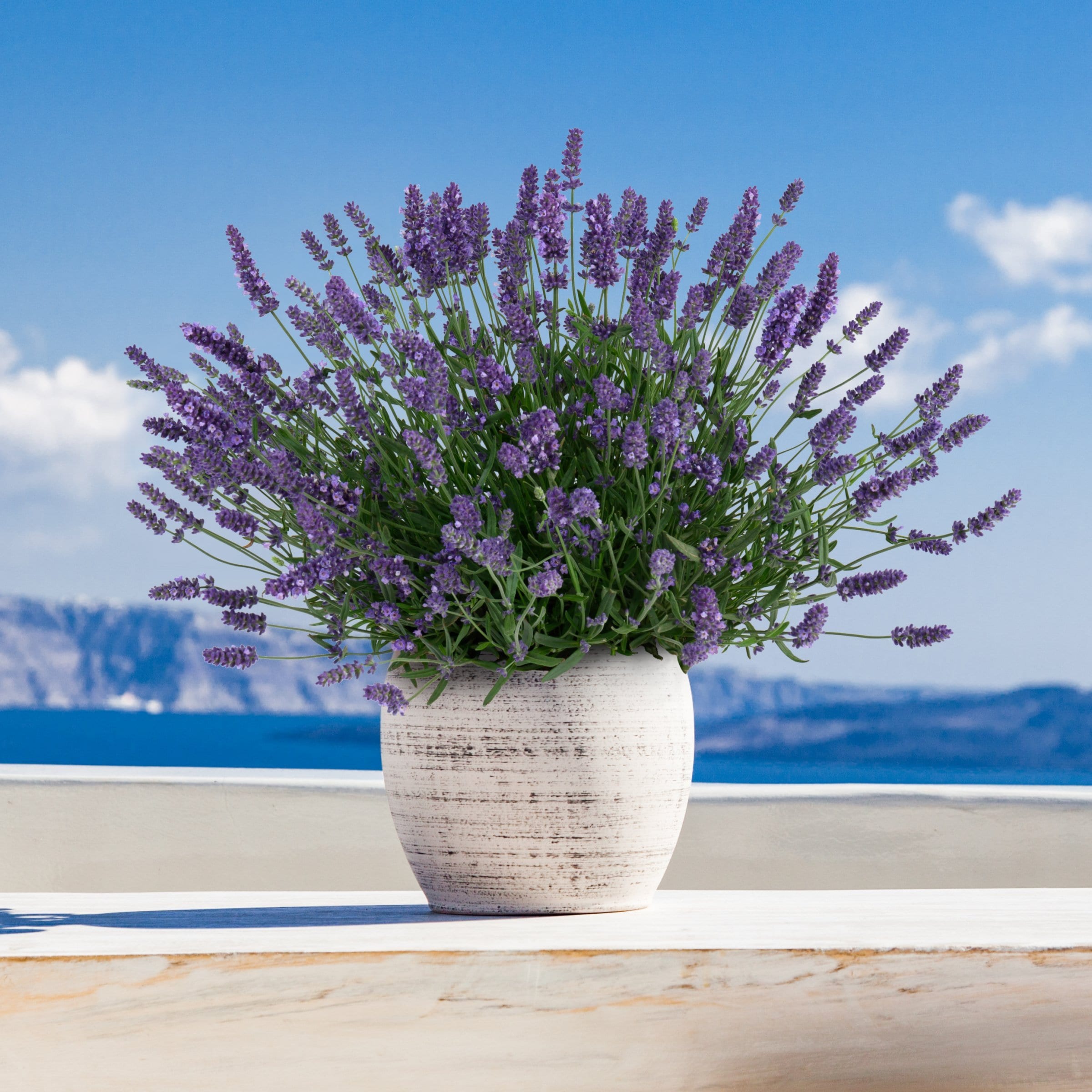 National Plant Network LW2582 Purple Lavender Pollinator Seed Grow Kit in 3.5 Inch(es) Plantable container 1 -Pack