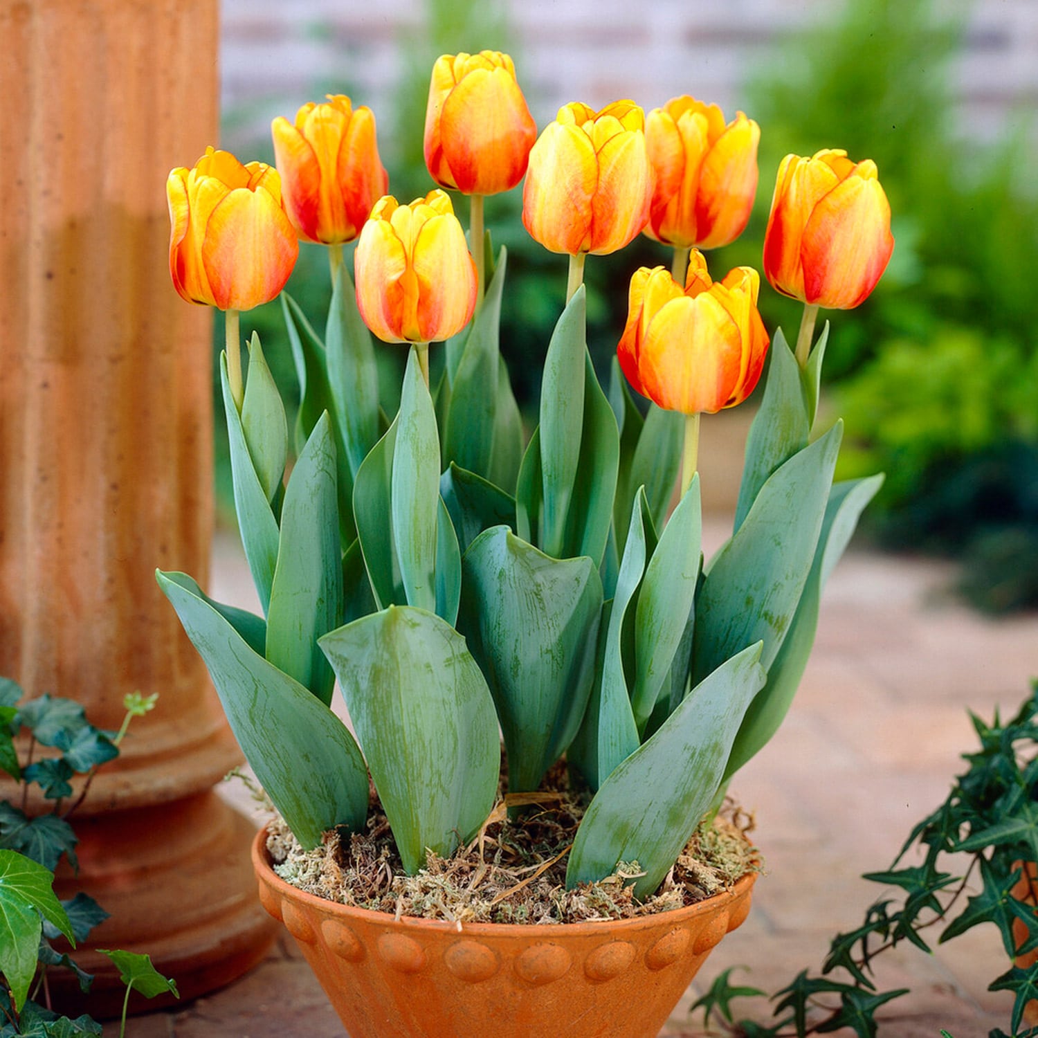 Garden State Bulb ECF-48-50-02 Plant-Bulbs - View #6