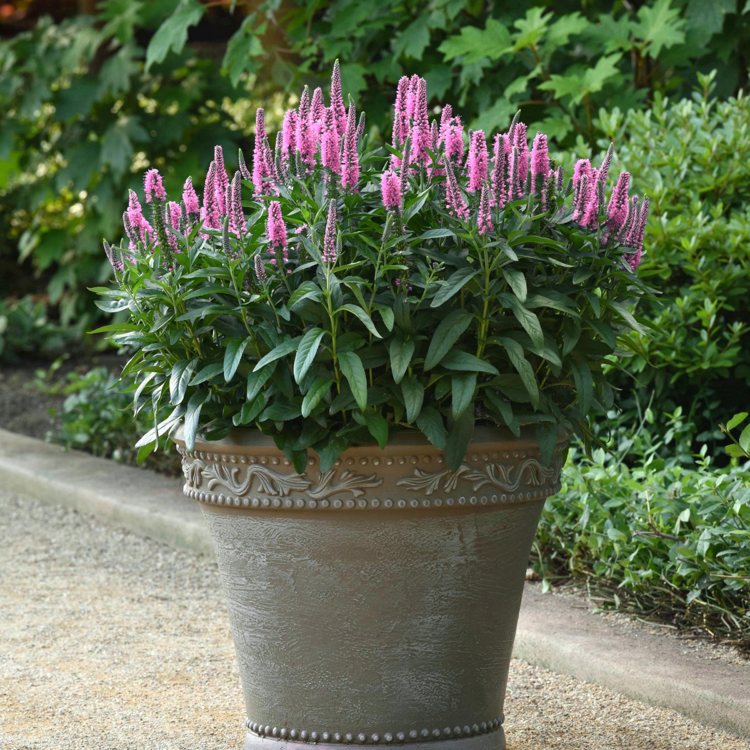 National Plant Network LW2209 perennials - View #4