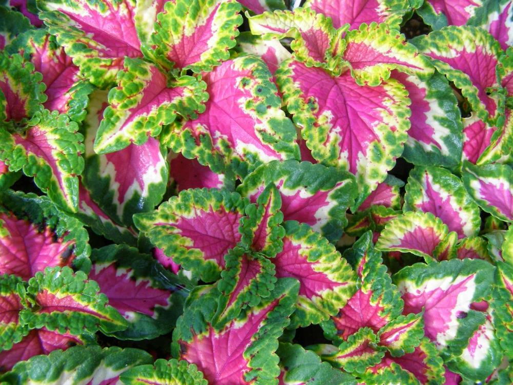 Lowe's NURSERY Multicolor Coleus in 2.50 Quart(s) Pot 1 -Pack