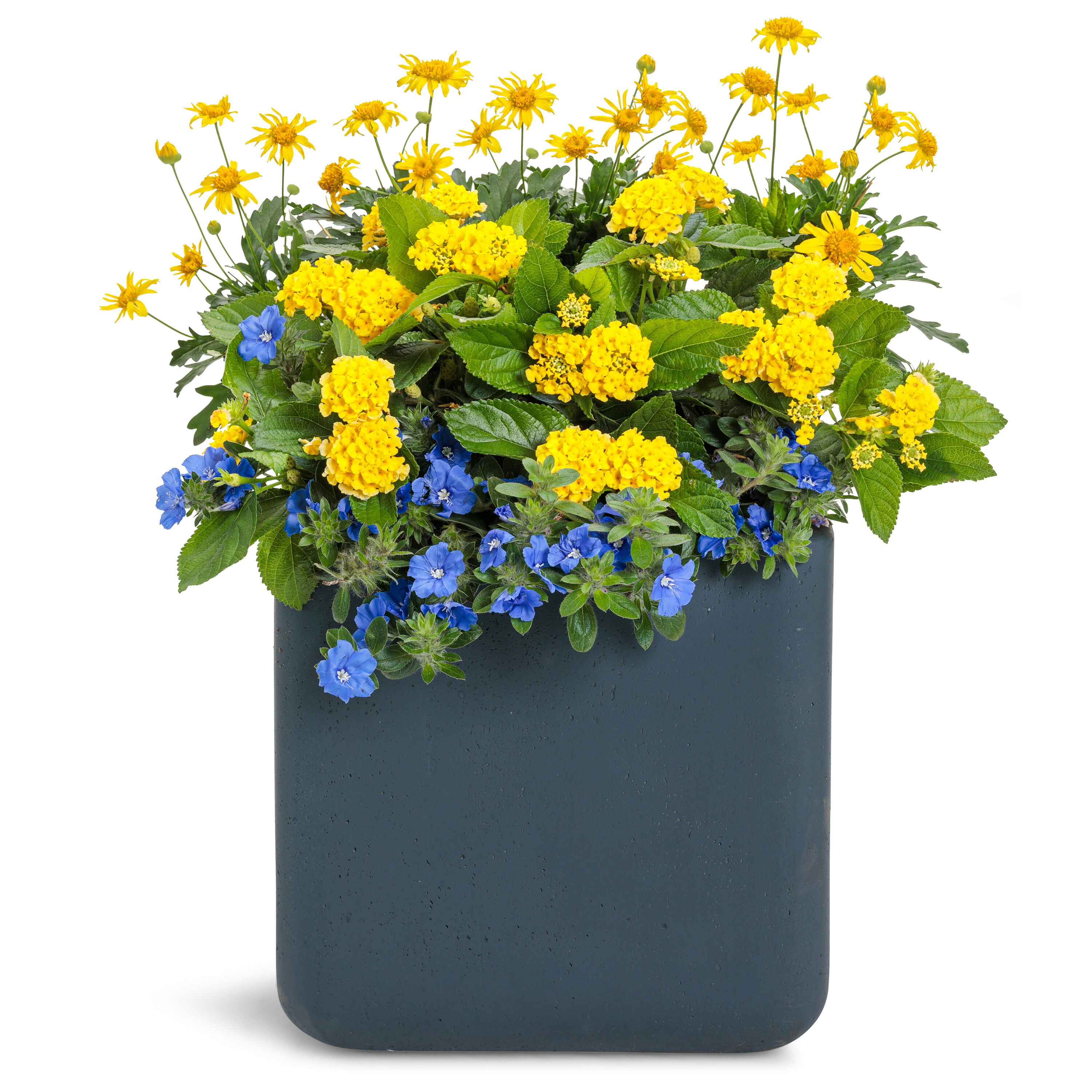 Proven Winners LANPRW3027504 annuals - View #3